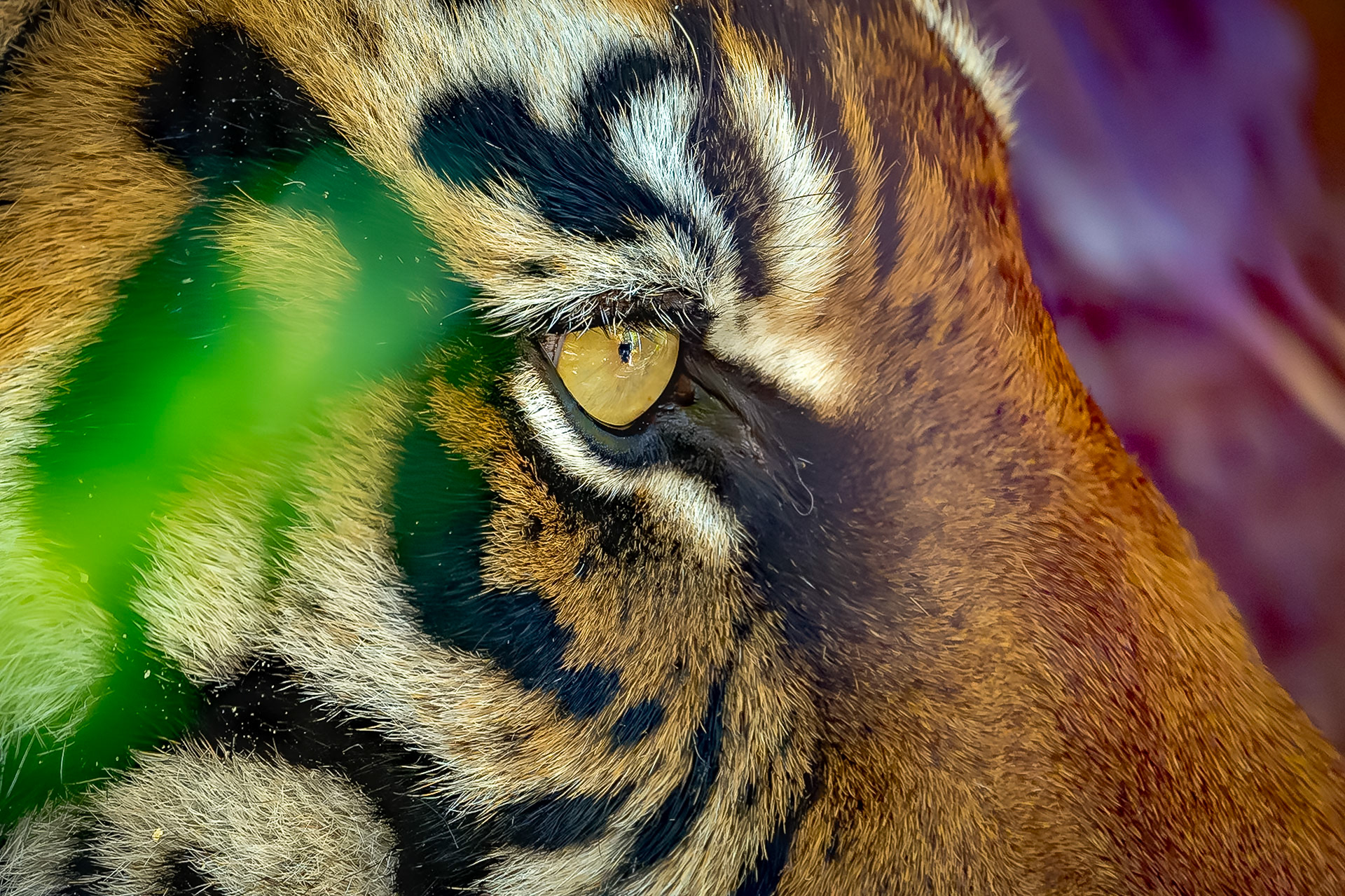 Sumatran Tiger