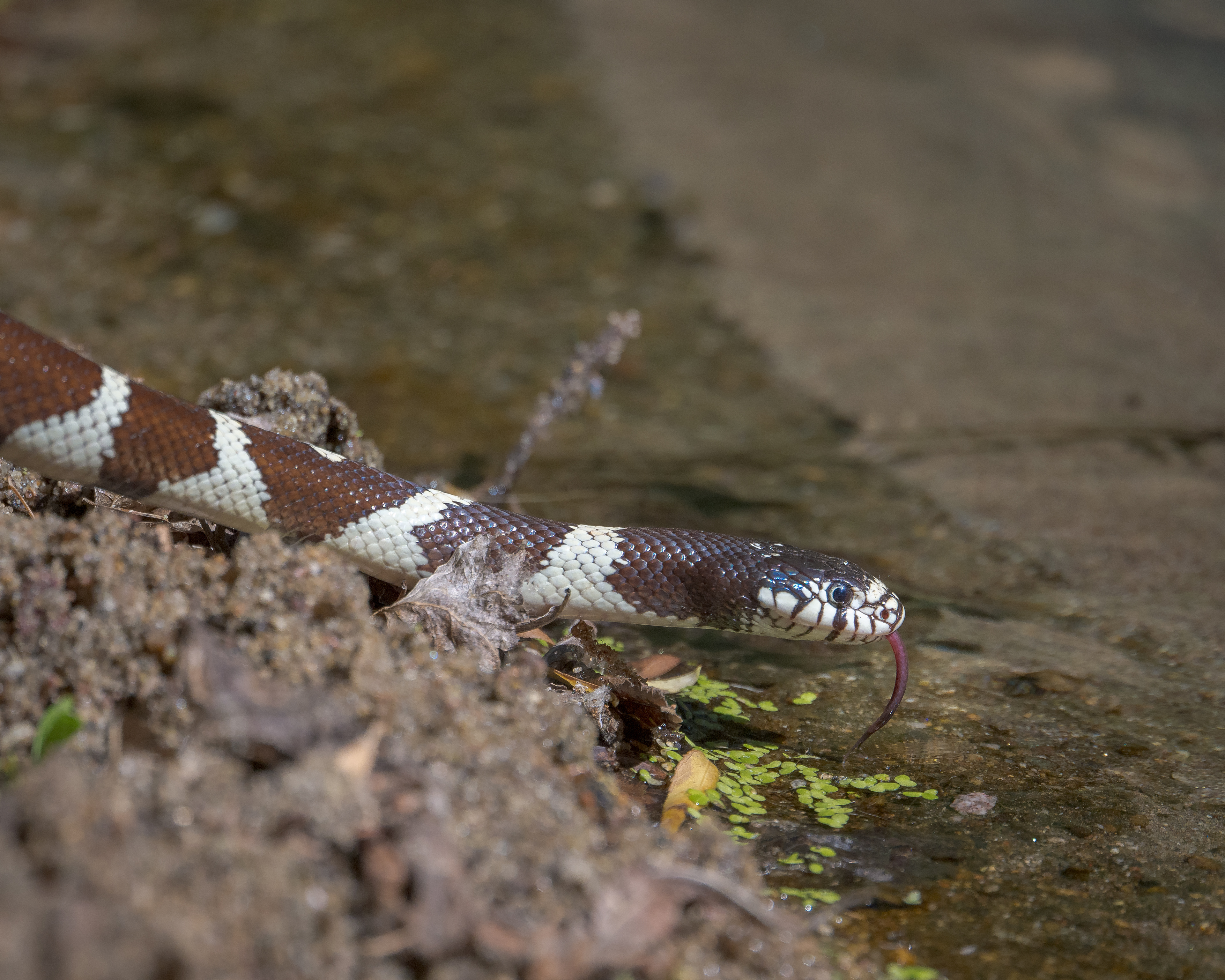 King Snake Drinking