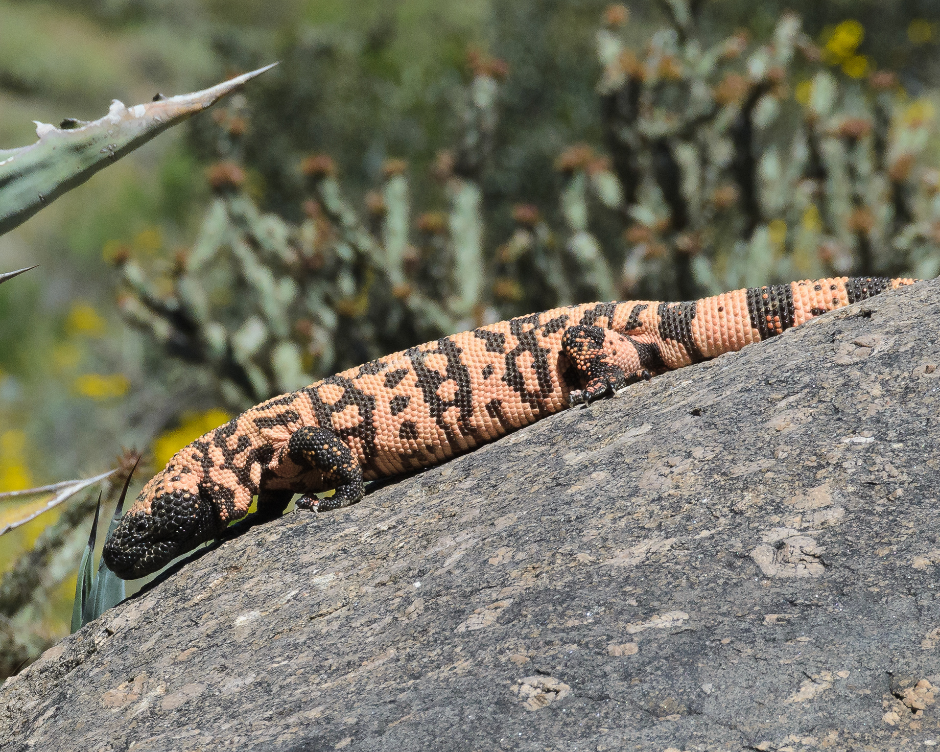 Gila monster