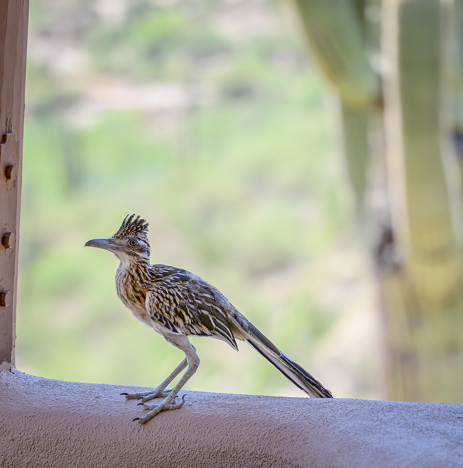 Roadrunner