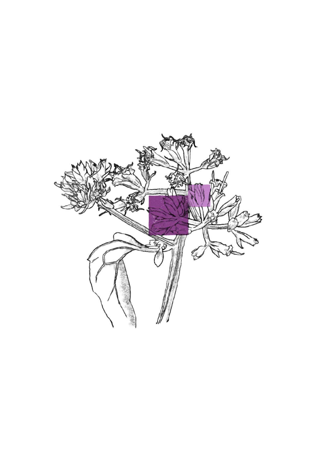 swatch project- Bittervine