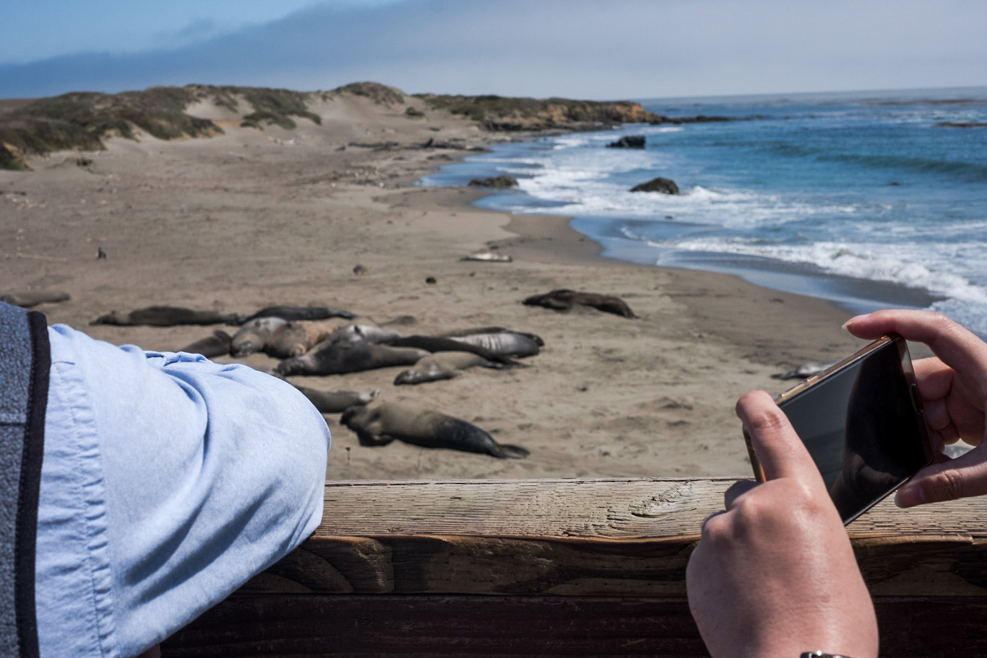 Tourists IV. At the Elephant Seal Viewing Area, Hwy. 1, California