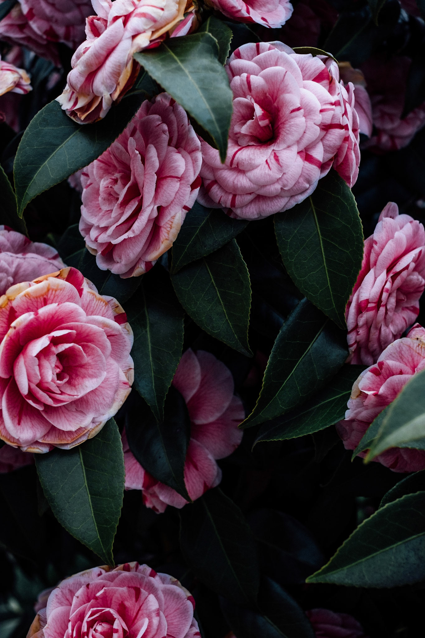 Imagine A Room Decorated Floor To Ceiling With This As Wallpaper