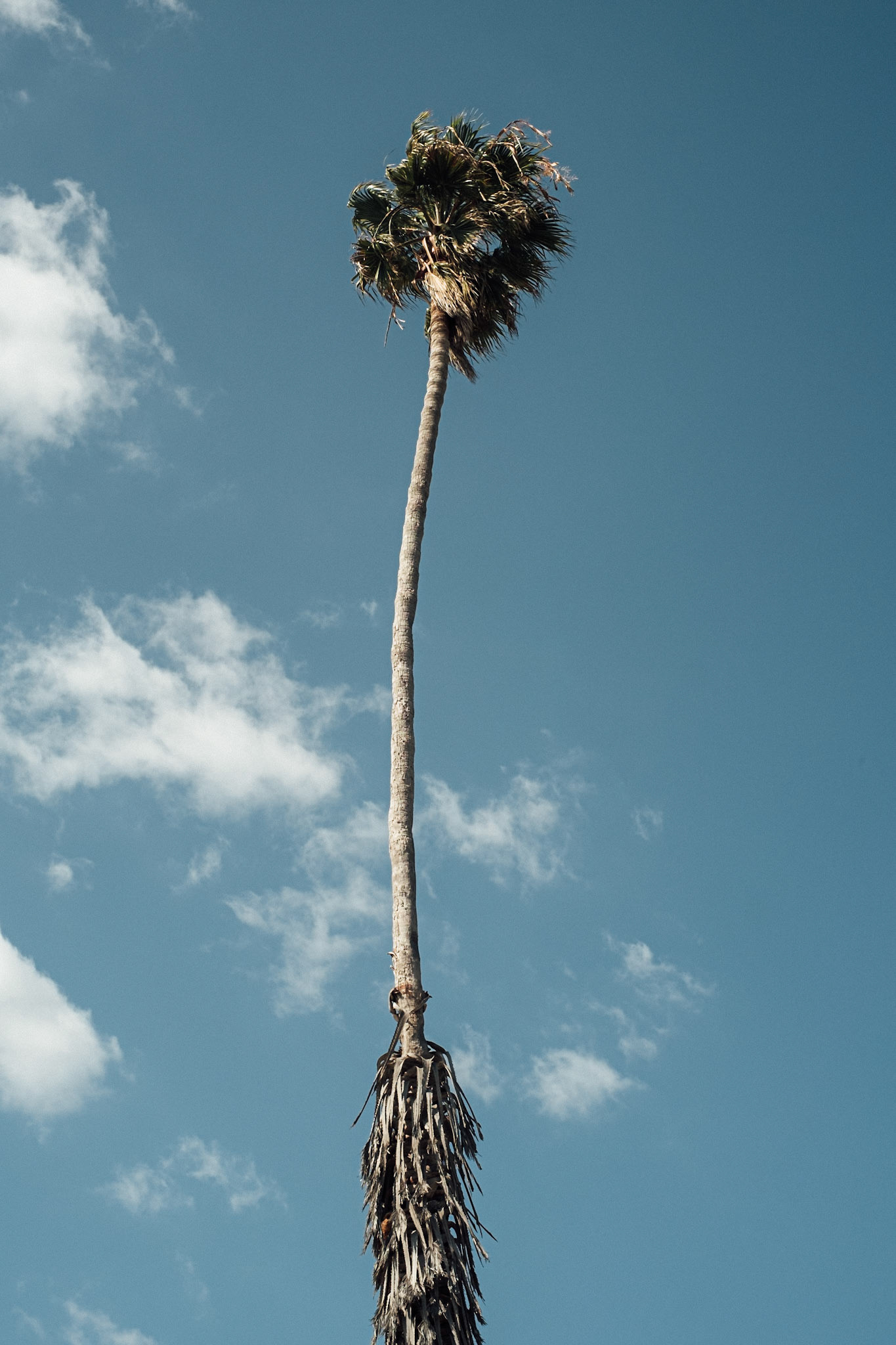 Be like this palm. Year on year on year, a little work each, and grow you will.