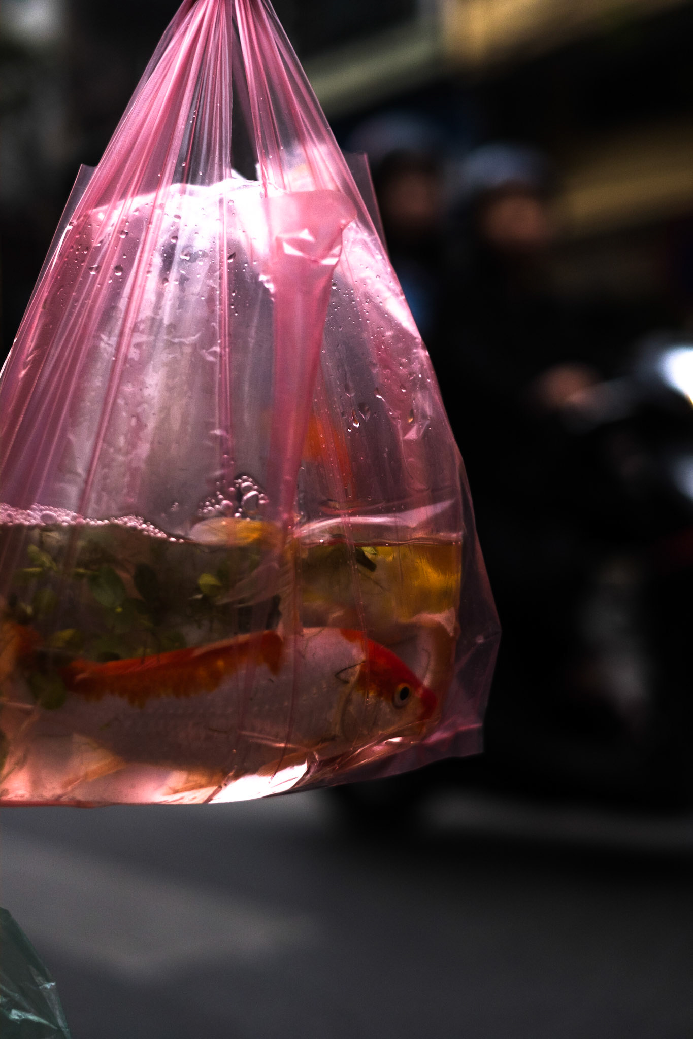 Dangling III. Goldfish. Hanoi, Vietnam