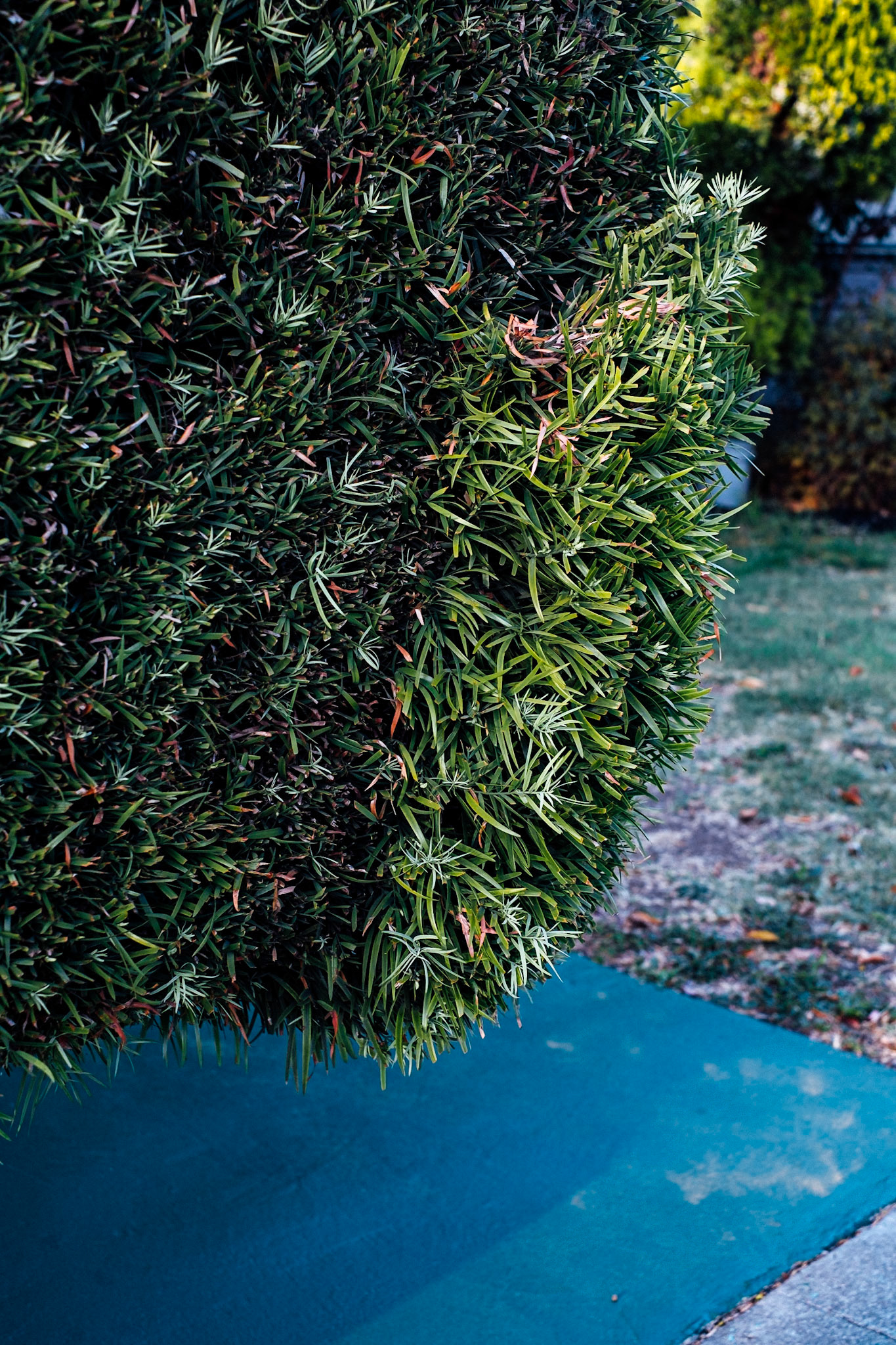 Blue I. How to Trim a Shrub