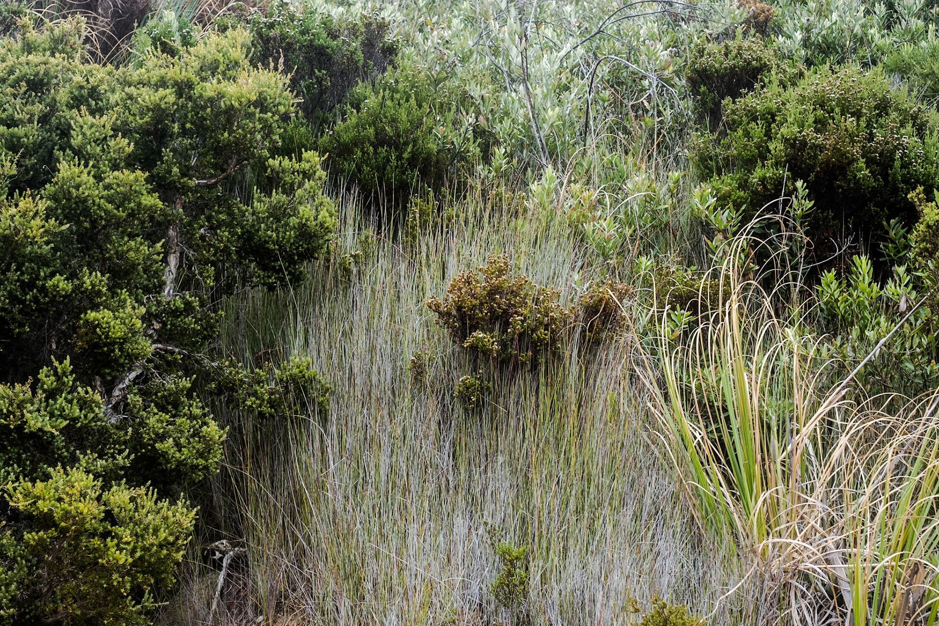 Clambering Around the Rocky Coast of Eastern Albany, WA, Australia II.
