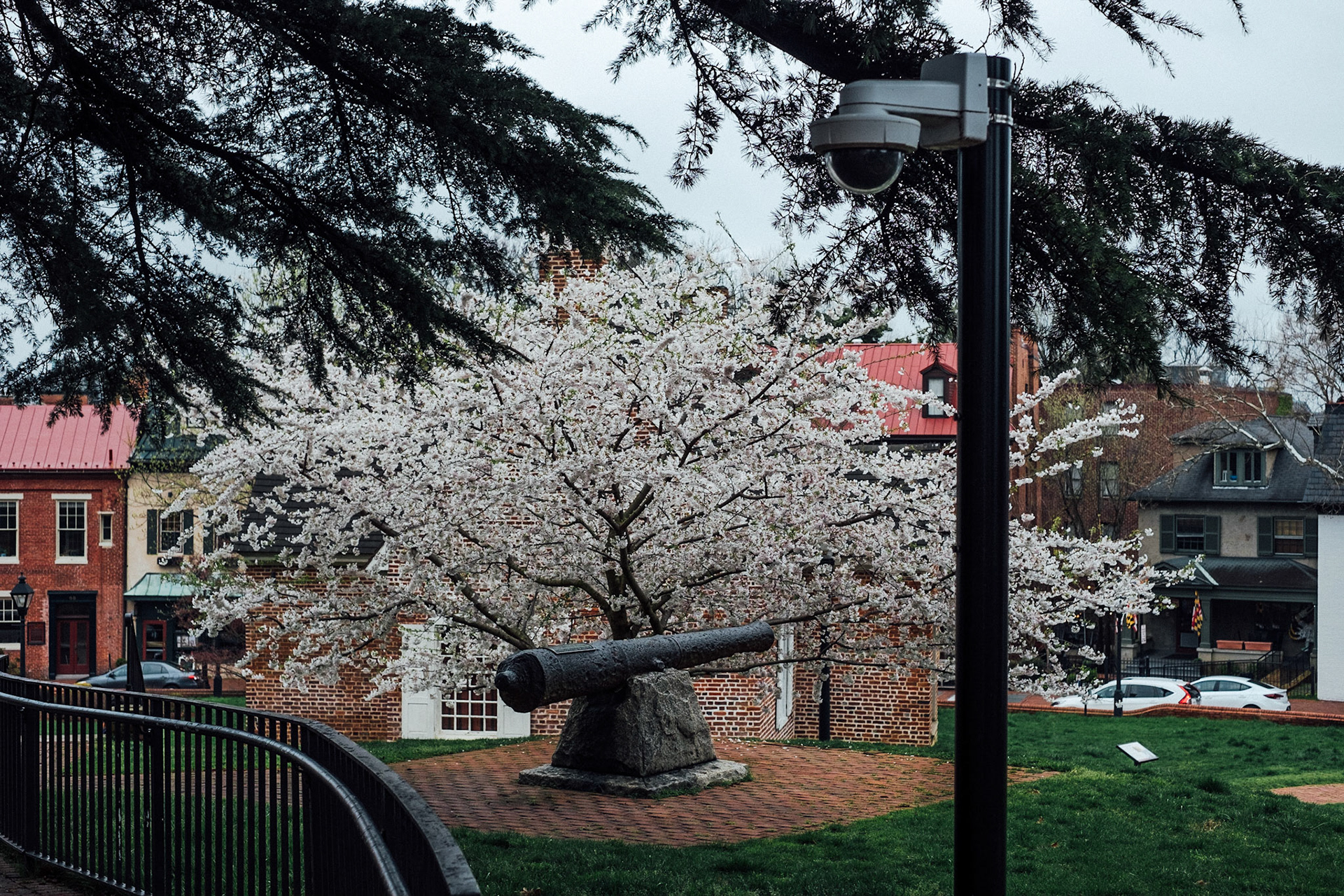 Flowery Juxtapositions II.