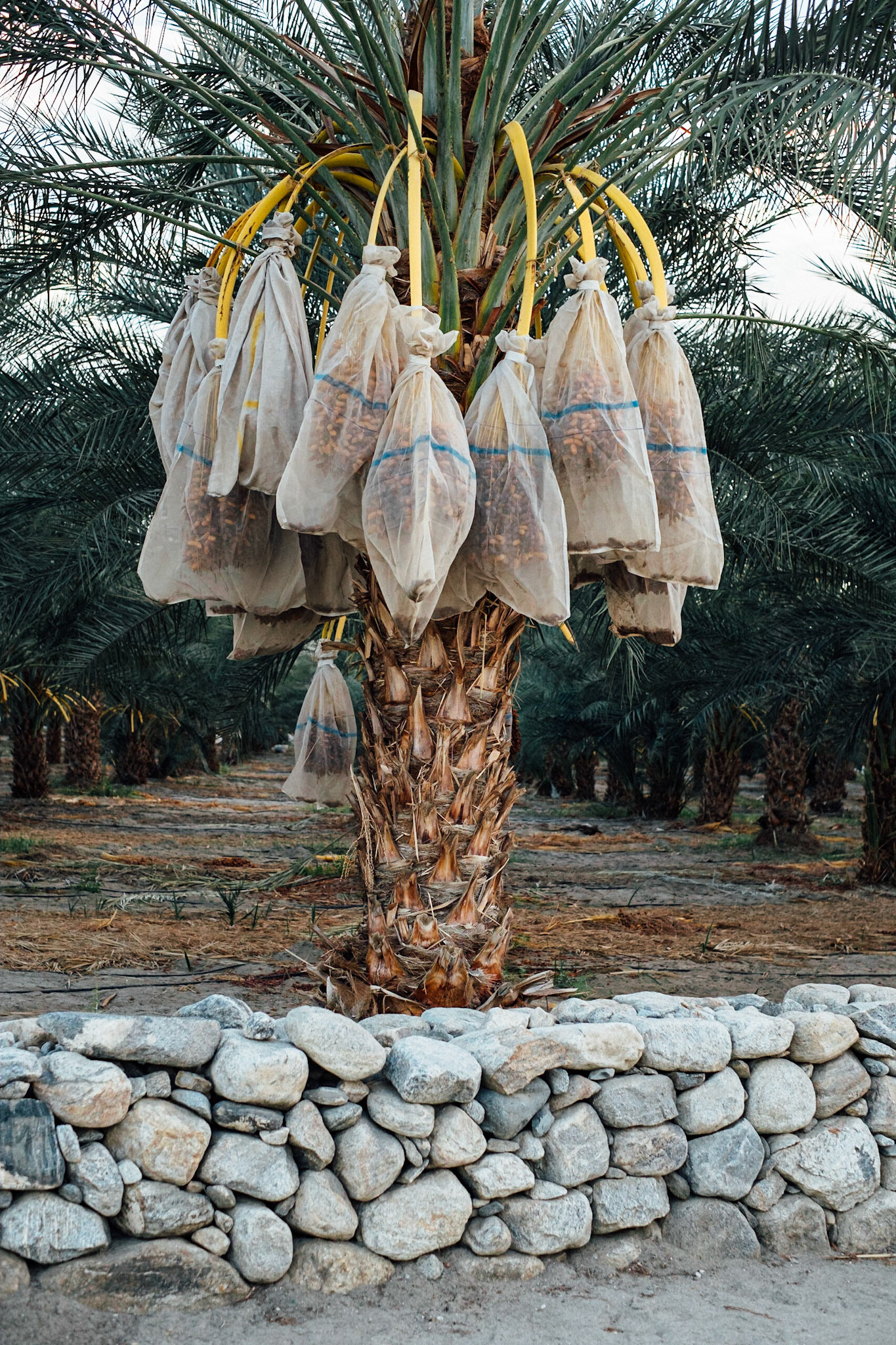 Desert Shores, California, 2016