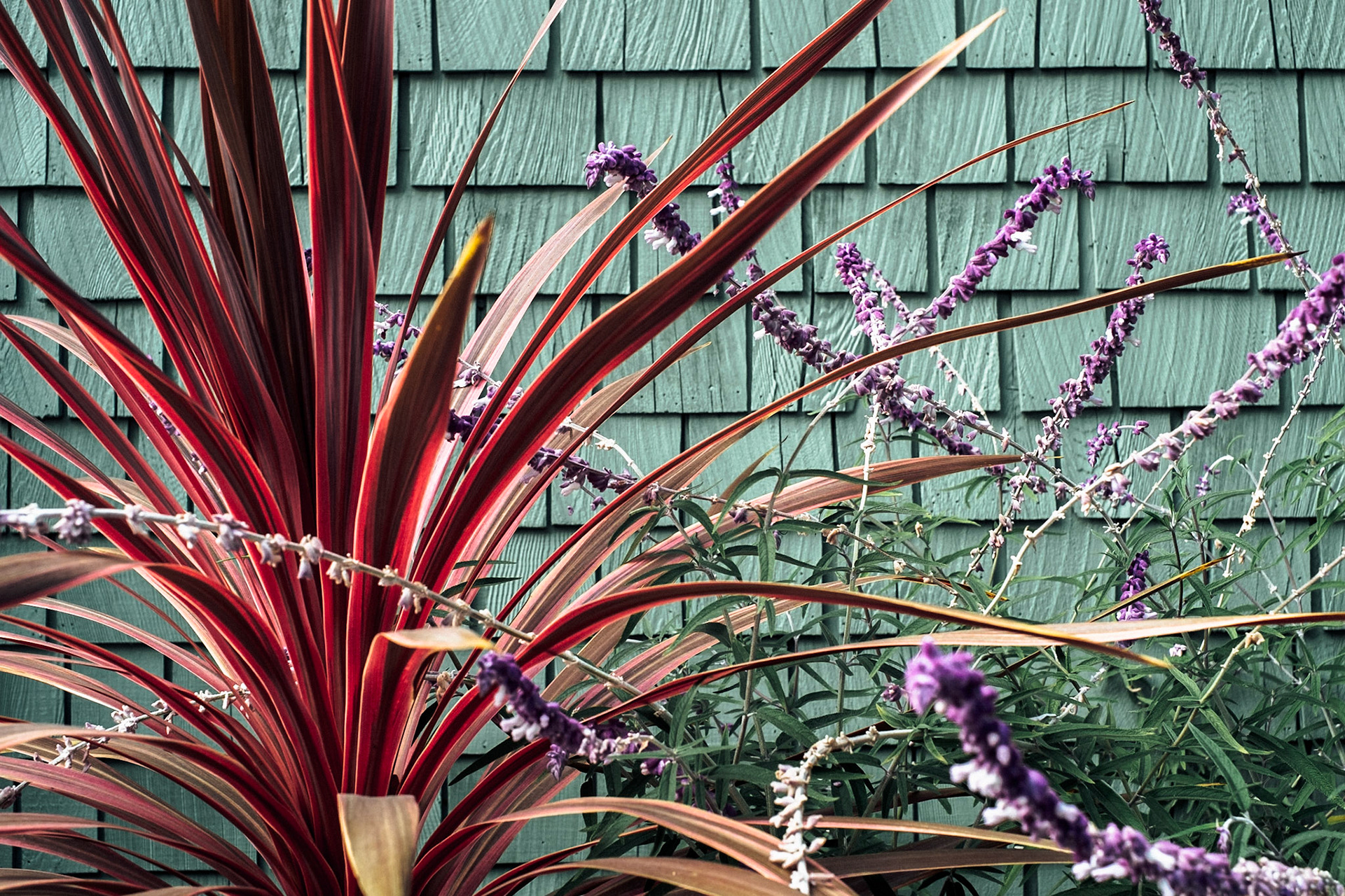 Plants outside a home in Berkeley. A nice variation of shape, texture, and color, I think!