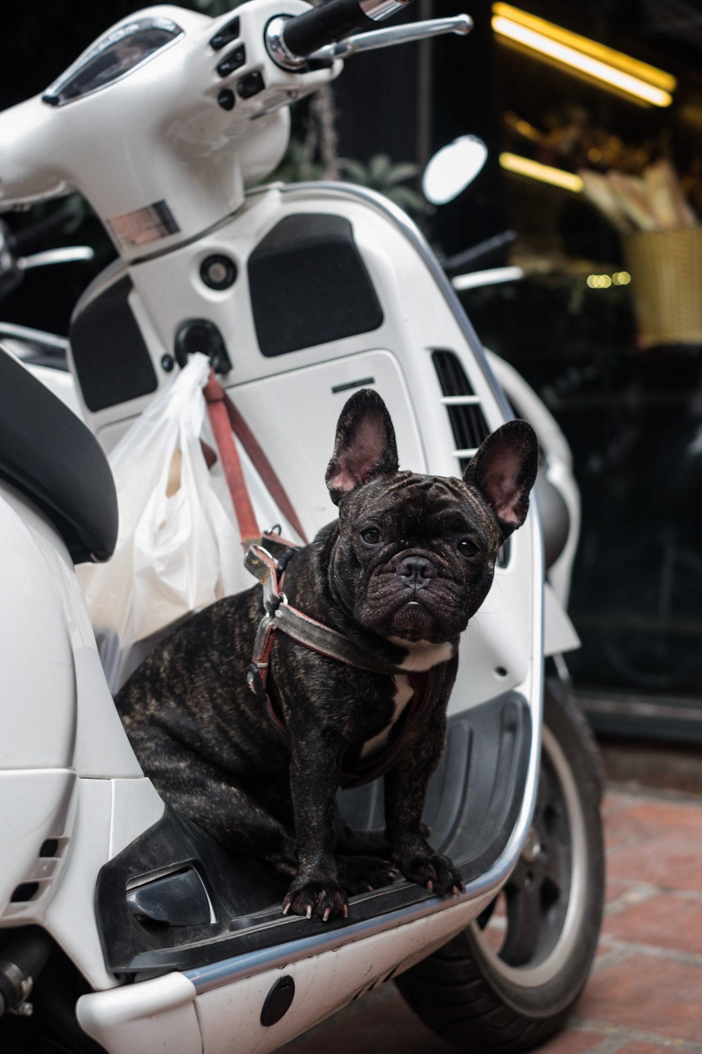 Portrait III. This is a French Bulldog I saw as I was out on a walk. There's nothing really special about this photograph except that I continue to find it amusing that people transport their pets on their scooters, and this fella was nice enough to pose for me.