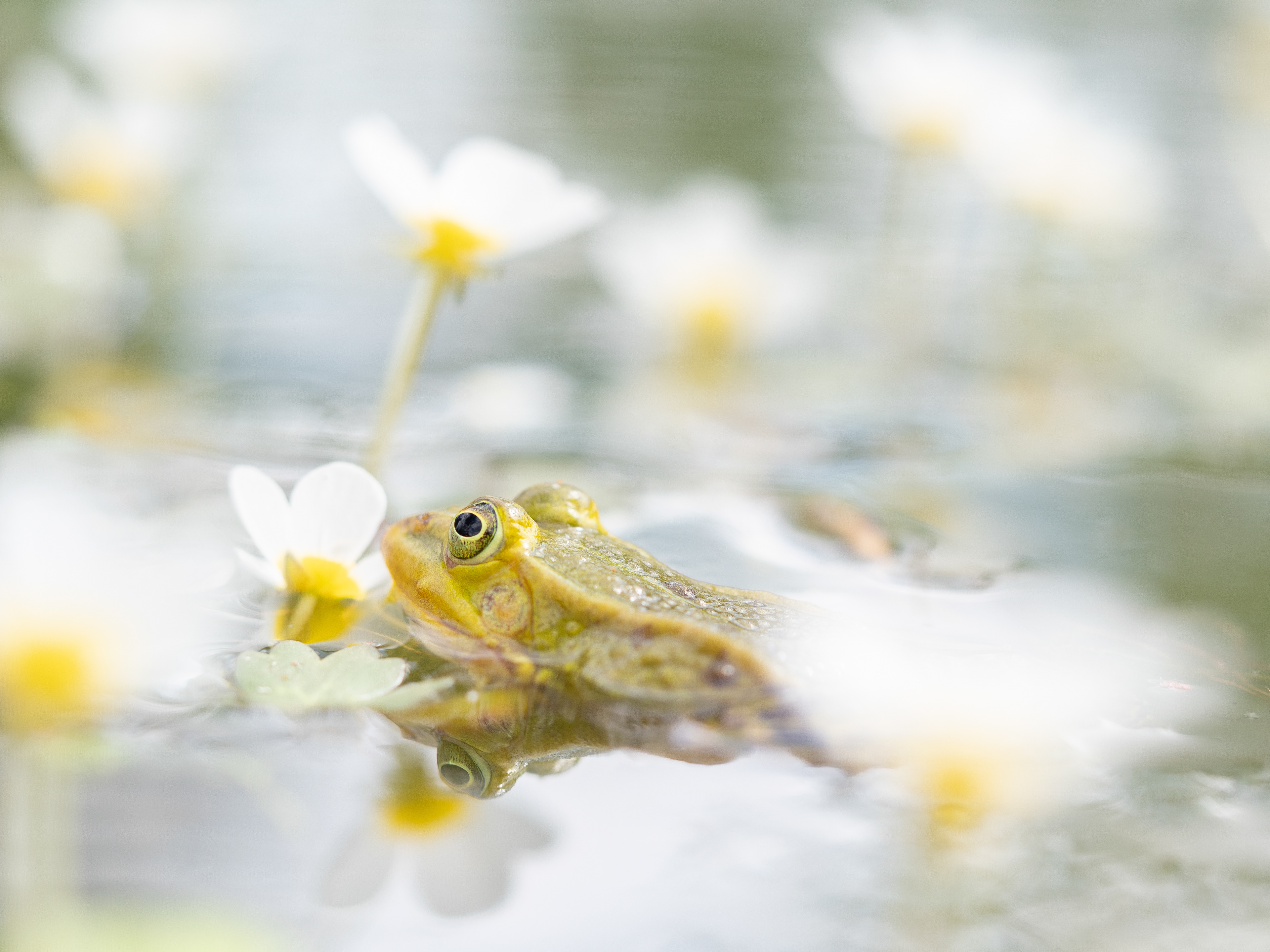 Fotoafdruk, Xpozer, galerijprint, kikker, natuurfotografie door de Eindhovense kunstenaar/fotograaf, Daan van Gils van fotostudio #FotovanDaan te Eindhoven.