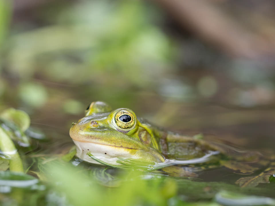 Serie: Kermit&Friends Nr.2