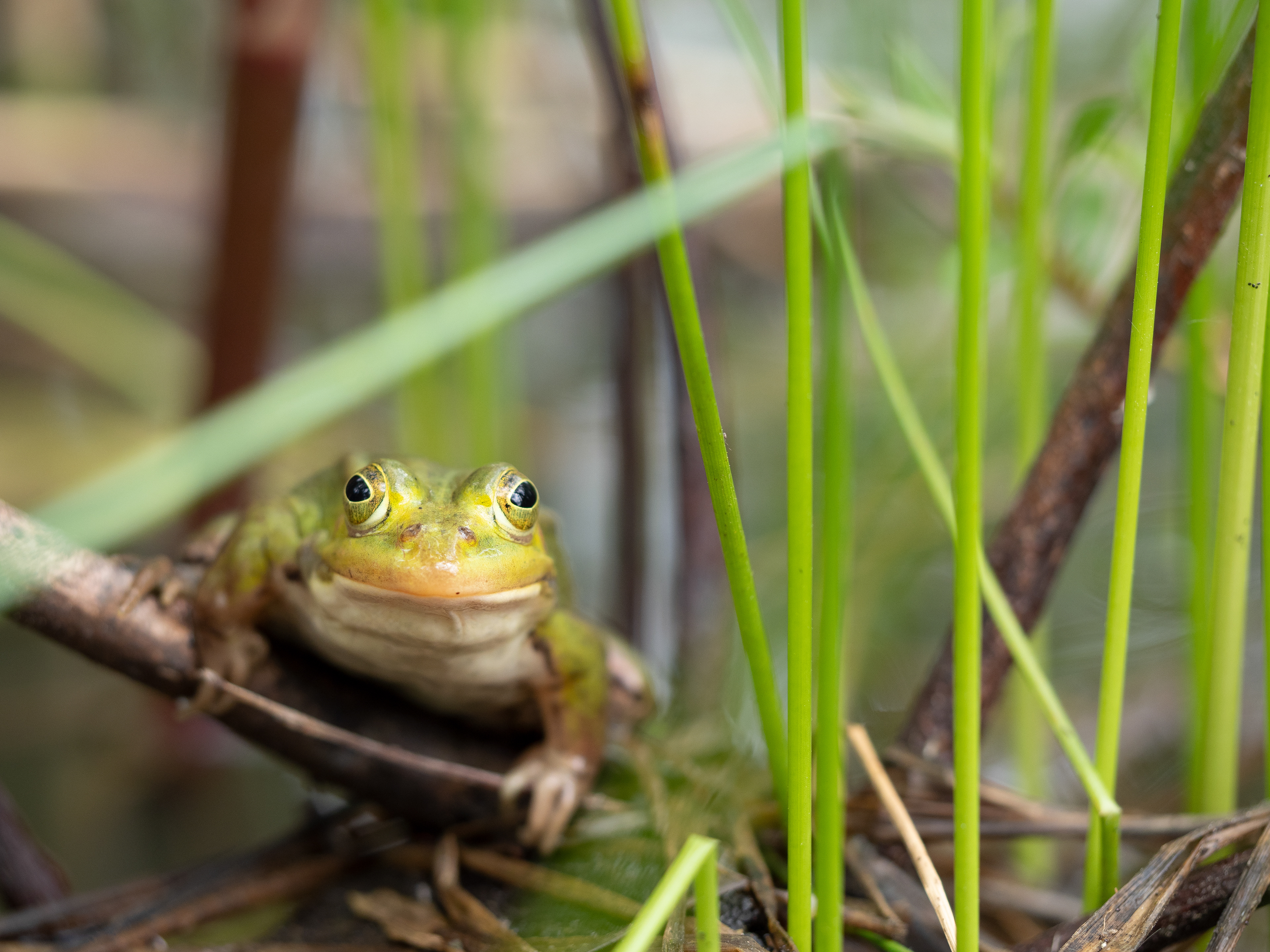Fotoafdruk, kikker, natuurfotografie door de Eindhovense kunstenaar/fotograaf, Daan van Gils van fotostudio #FotovanDaan te Eindhoven.