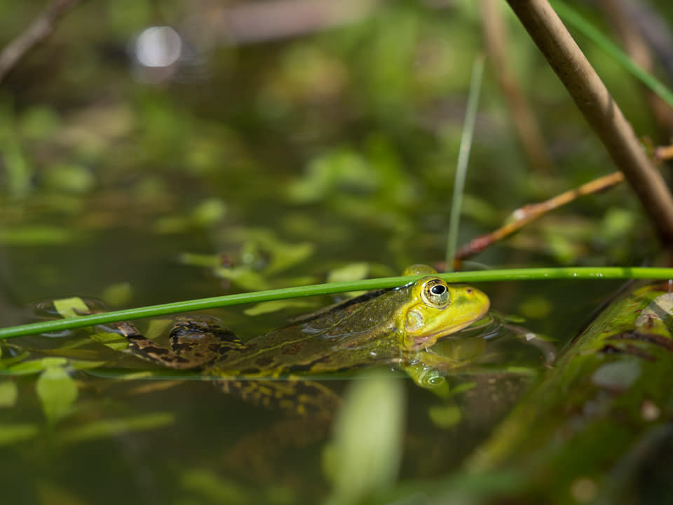 Serie: Kermit&Friends Nr.1