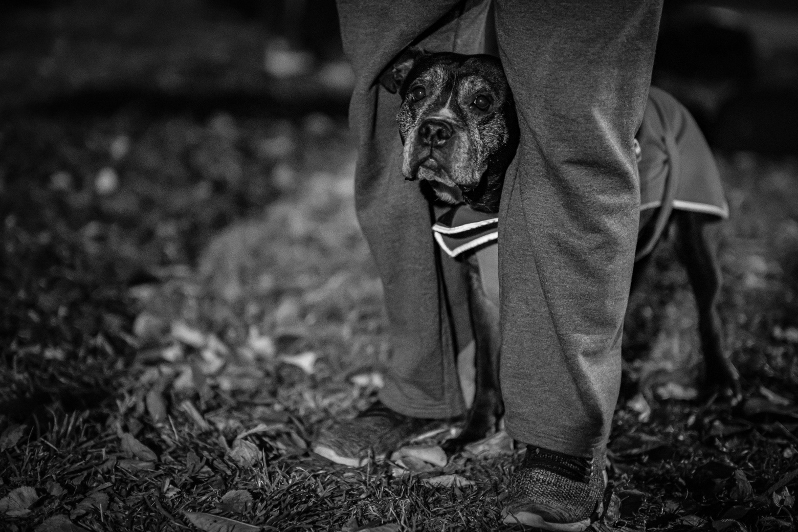 Four-legged participant