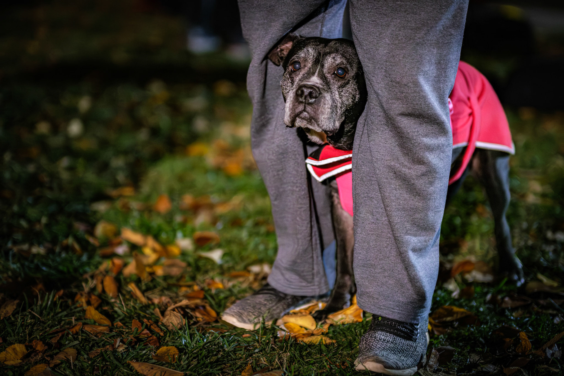 Four-legged participant
