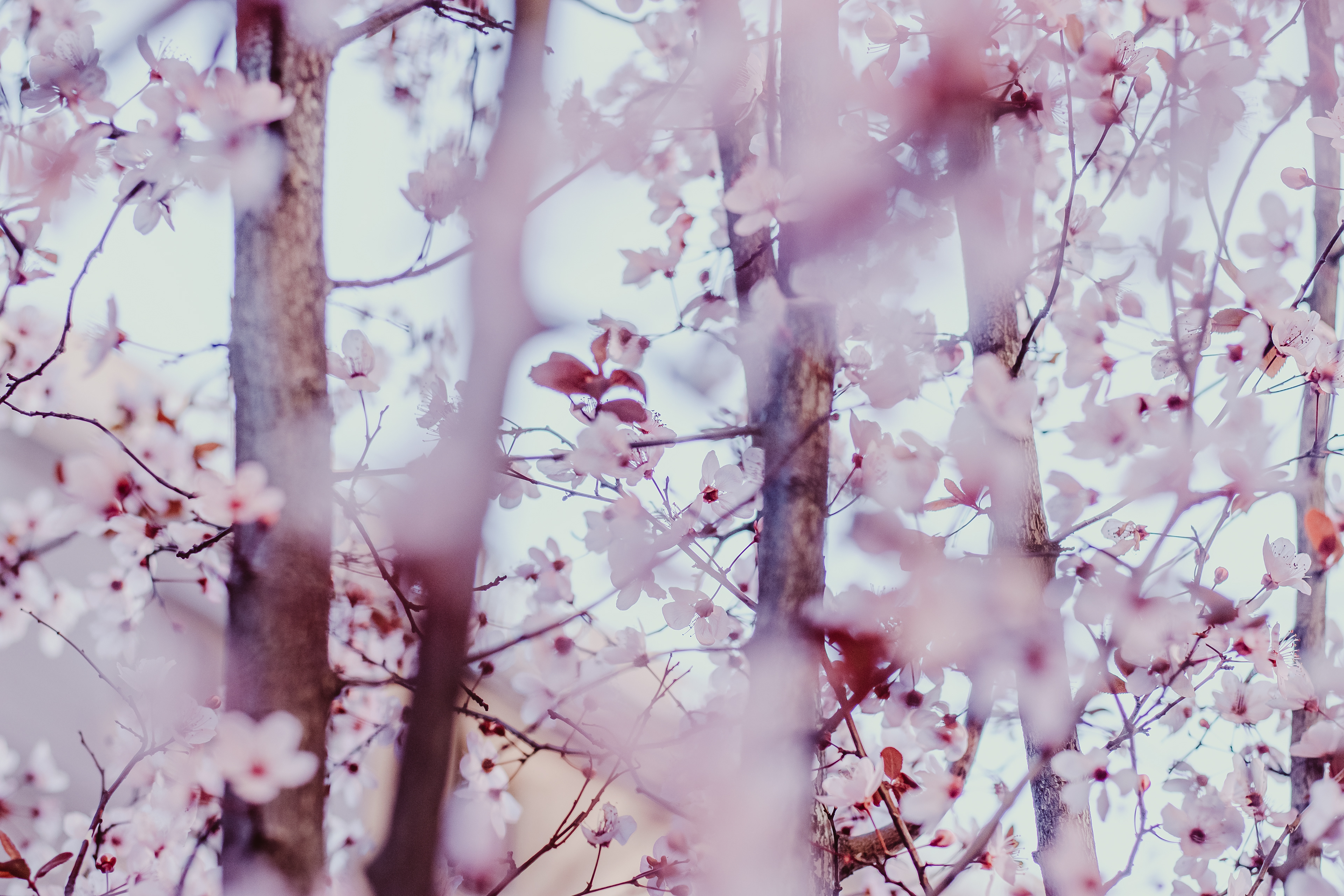 Spring time in Madrid
