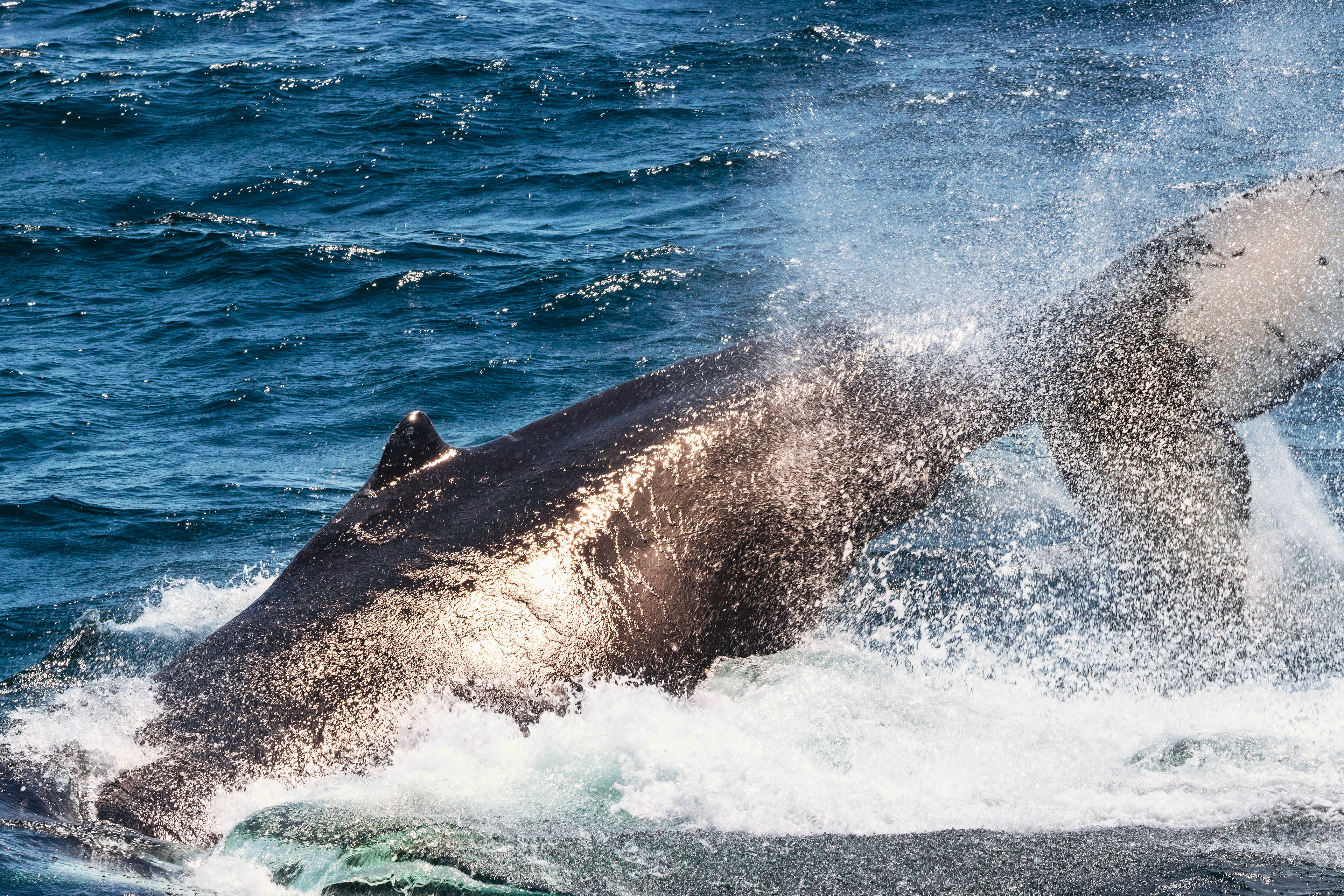 A baby humpback whale having some fun
