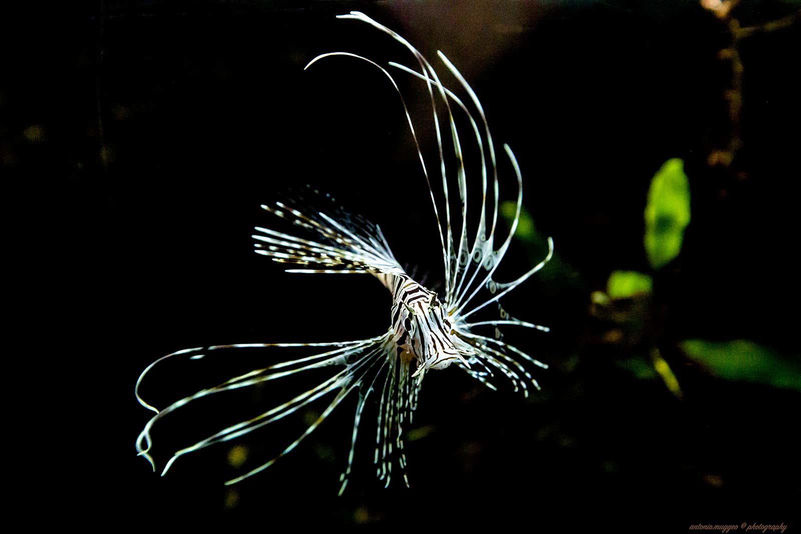 Pesce Scorpione