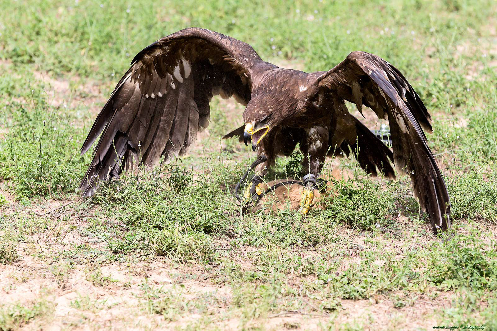 Aquila