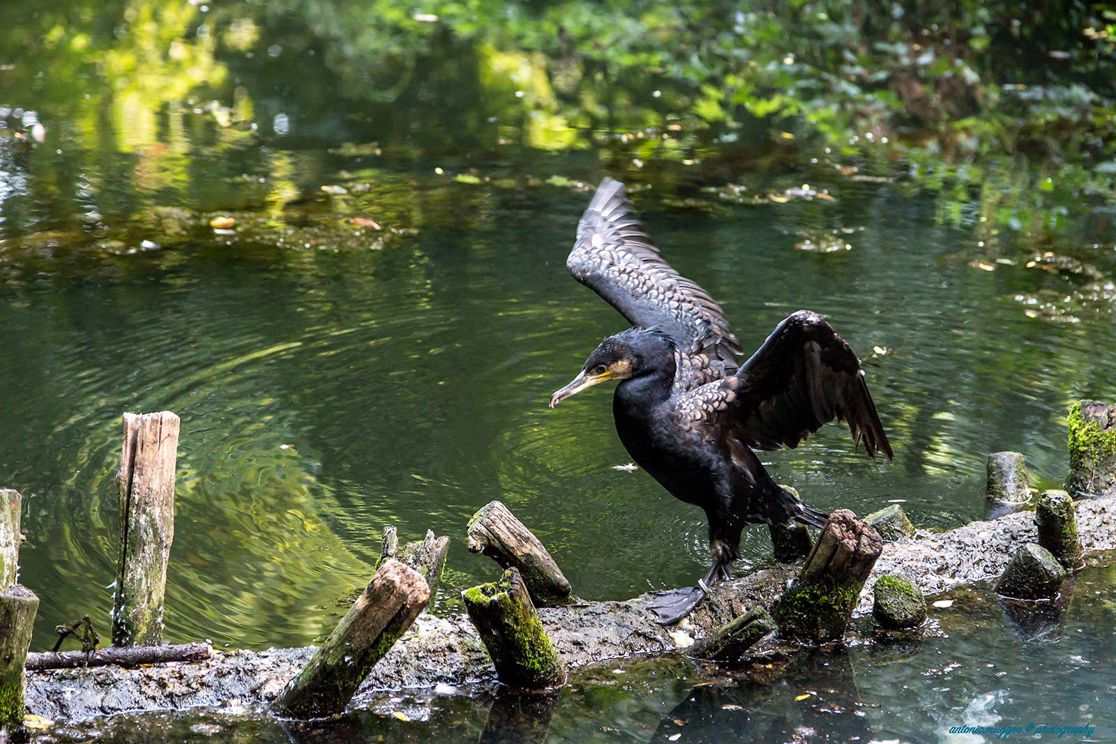 Cormorano