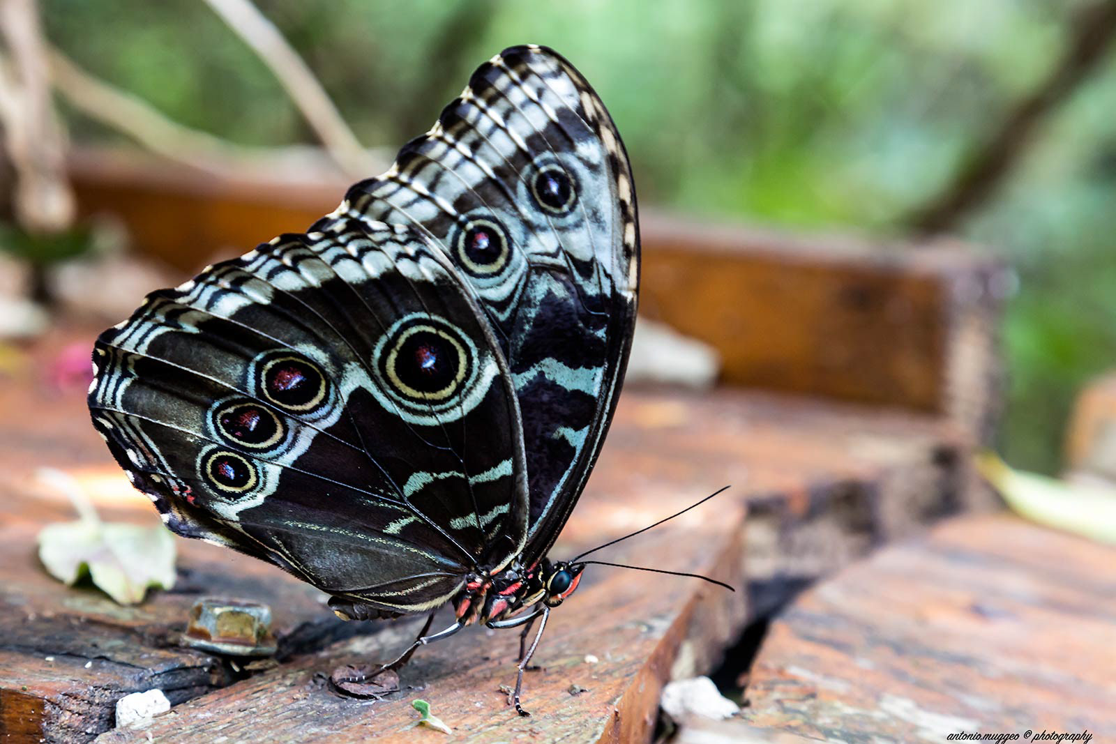 Caligo Atreus