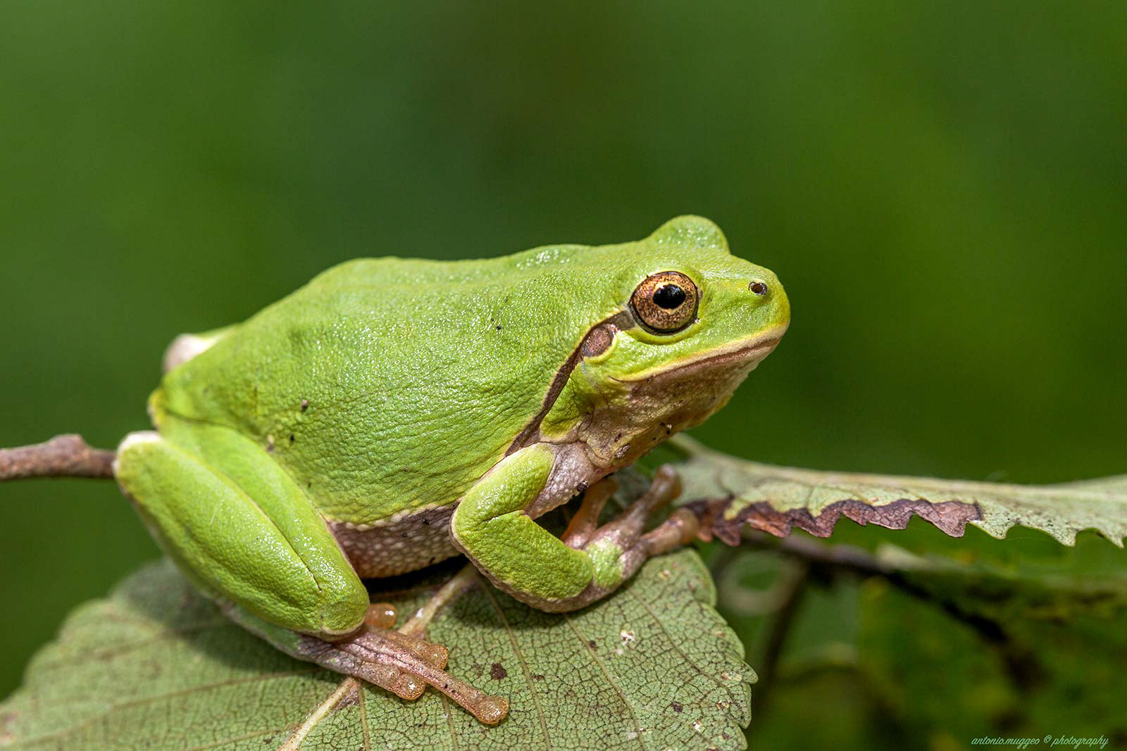 Raganella-Hyla arborea