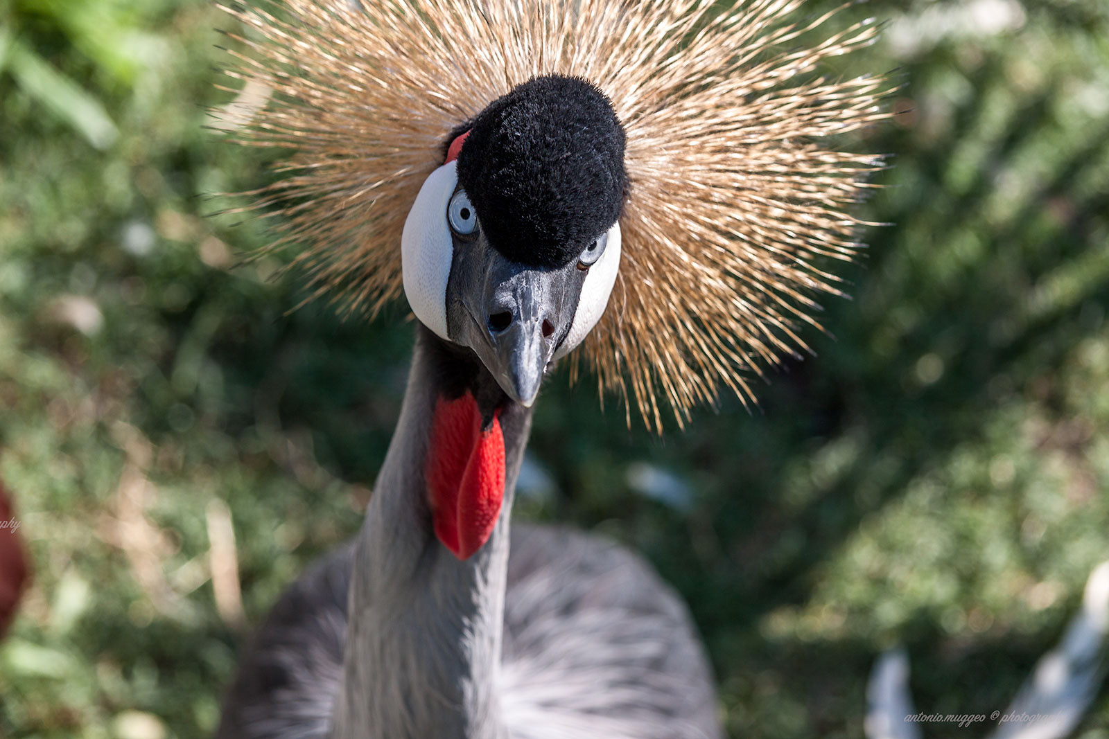 Gru coronata