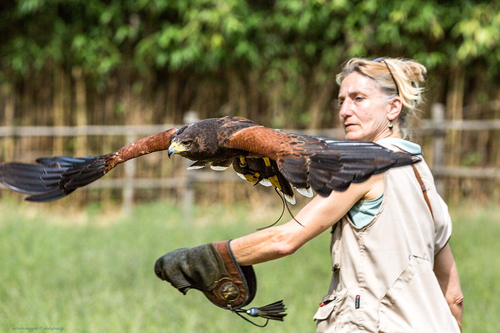 Poiana e Falconiera