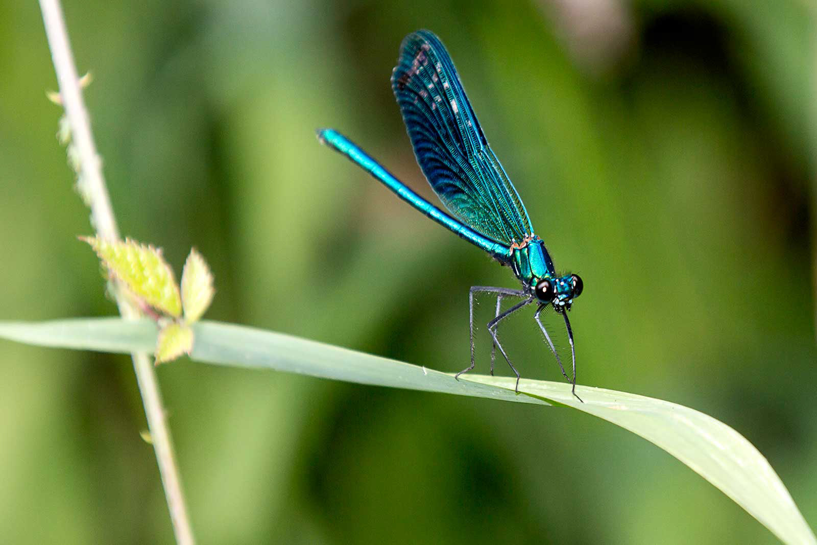 Libellula maschio