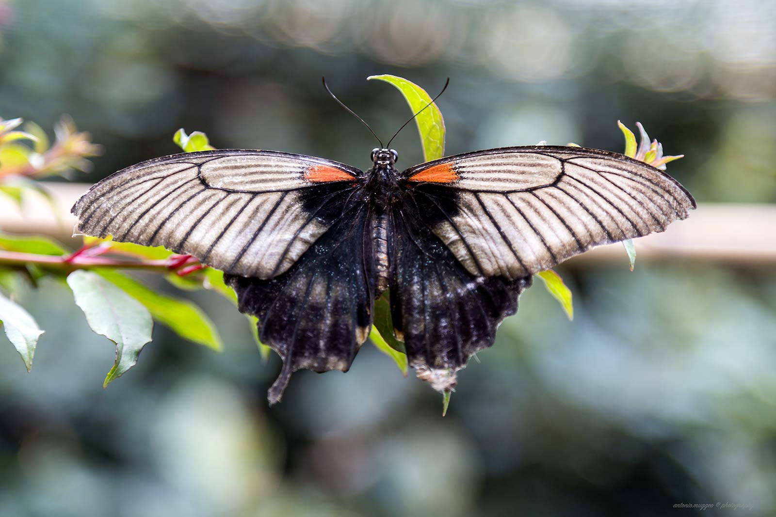 Papilio Memnon