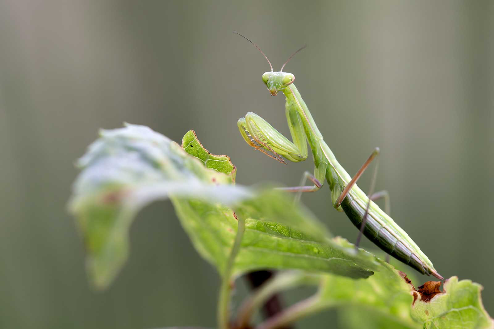 Mantide religiosa