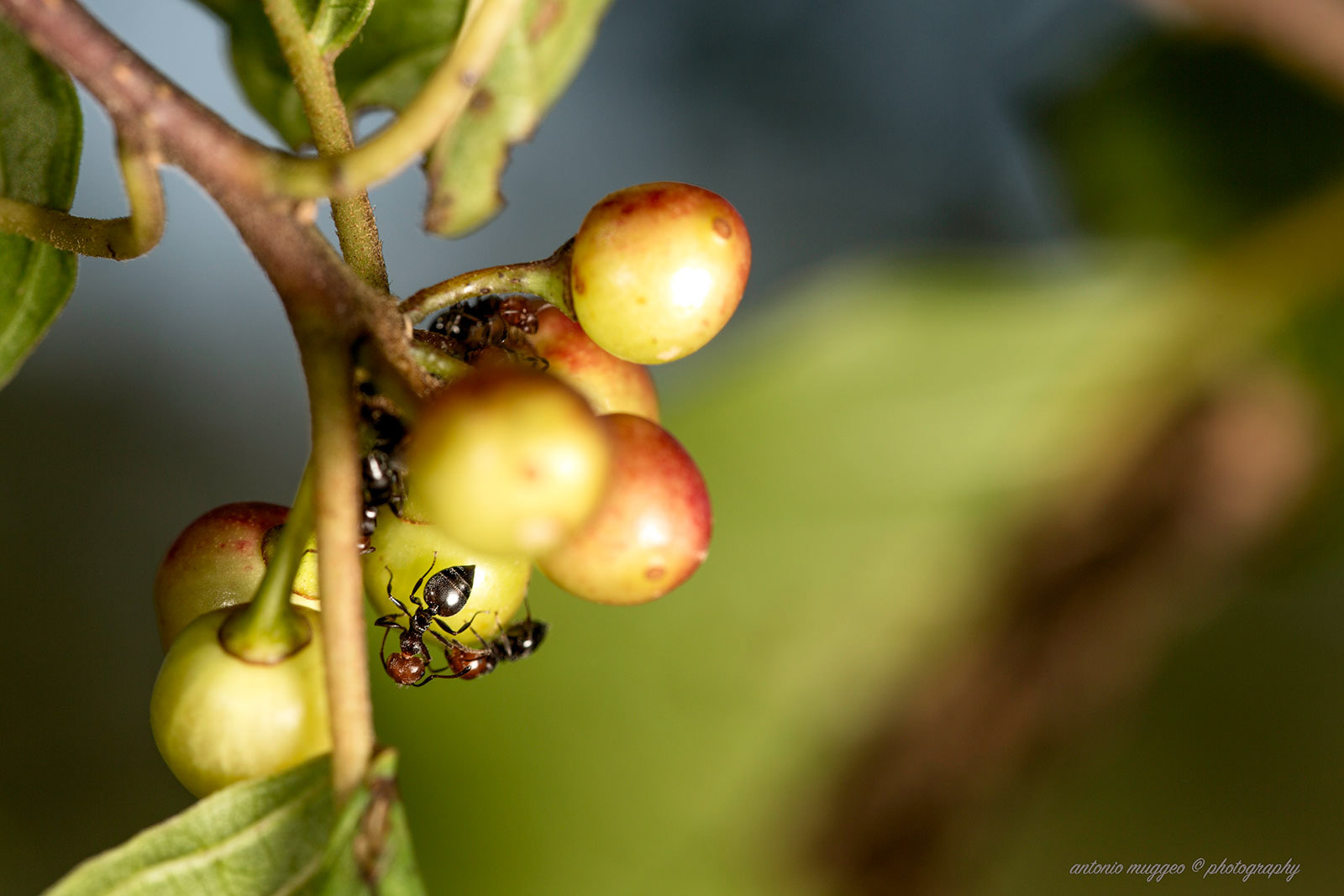 Formiche-Crematogaster Scutellaris (Myrmicinae)Testarossa