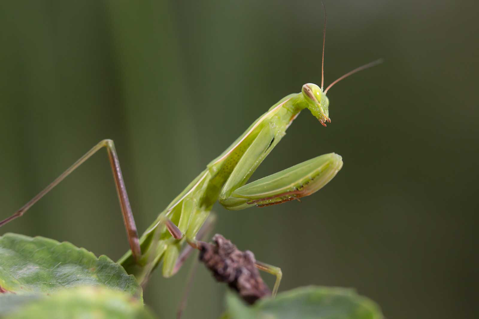 Mantide religiosa
