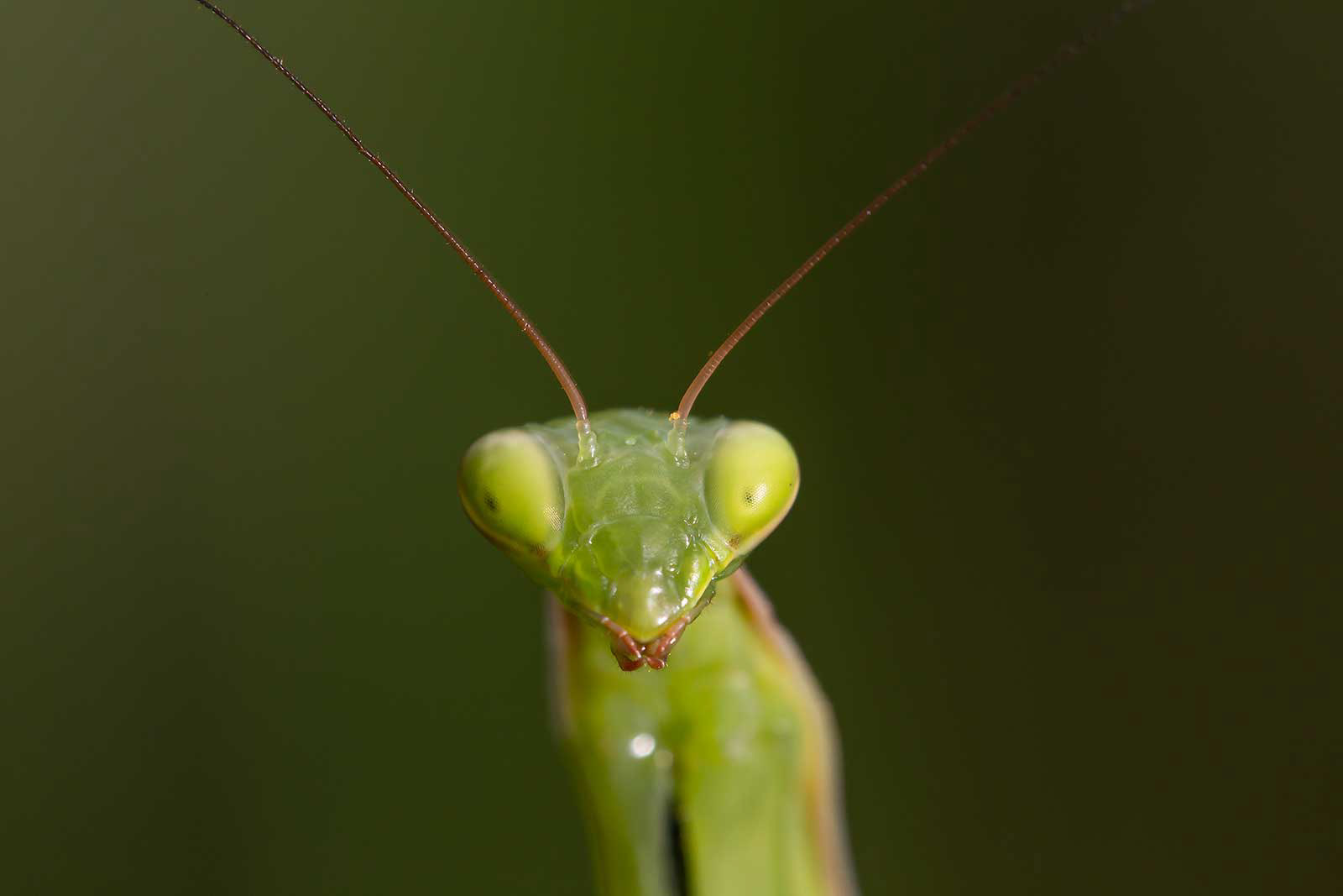 Mantide religiosa