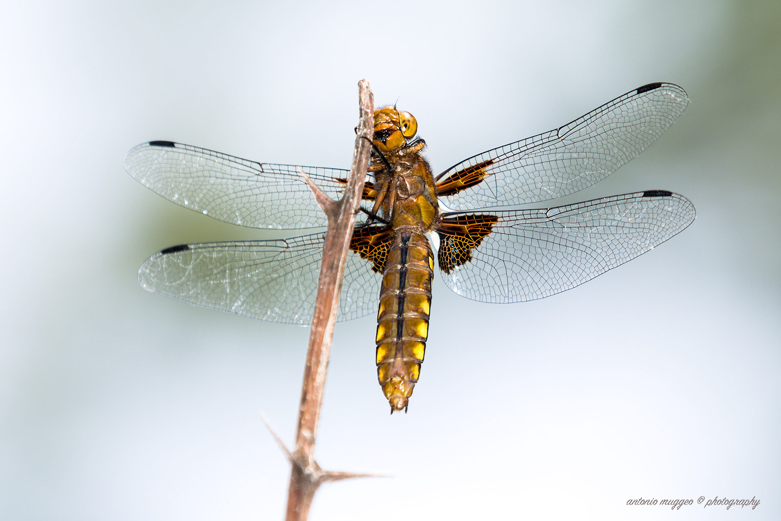 Libellula Depressa femmina