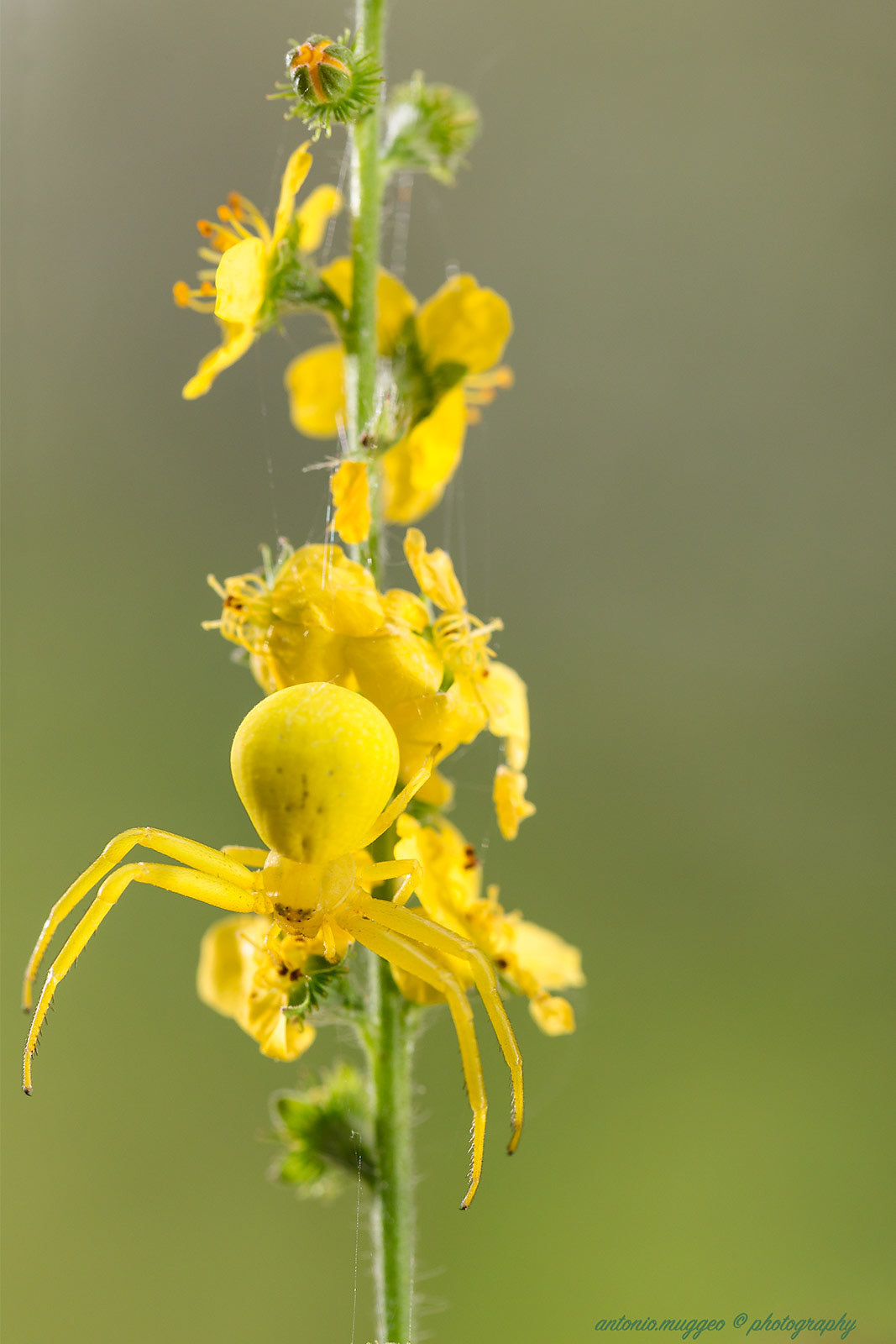 Ragno-Thomisus giallo