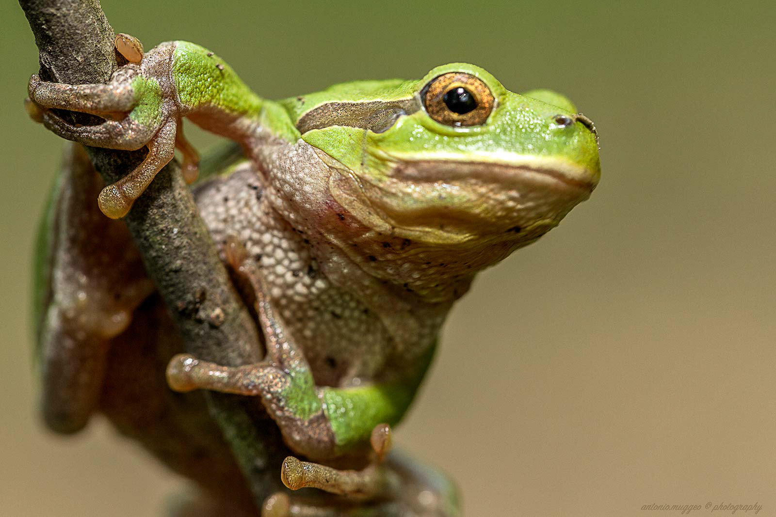 Raganella-Hyla arborea