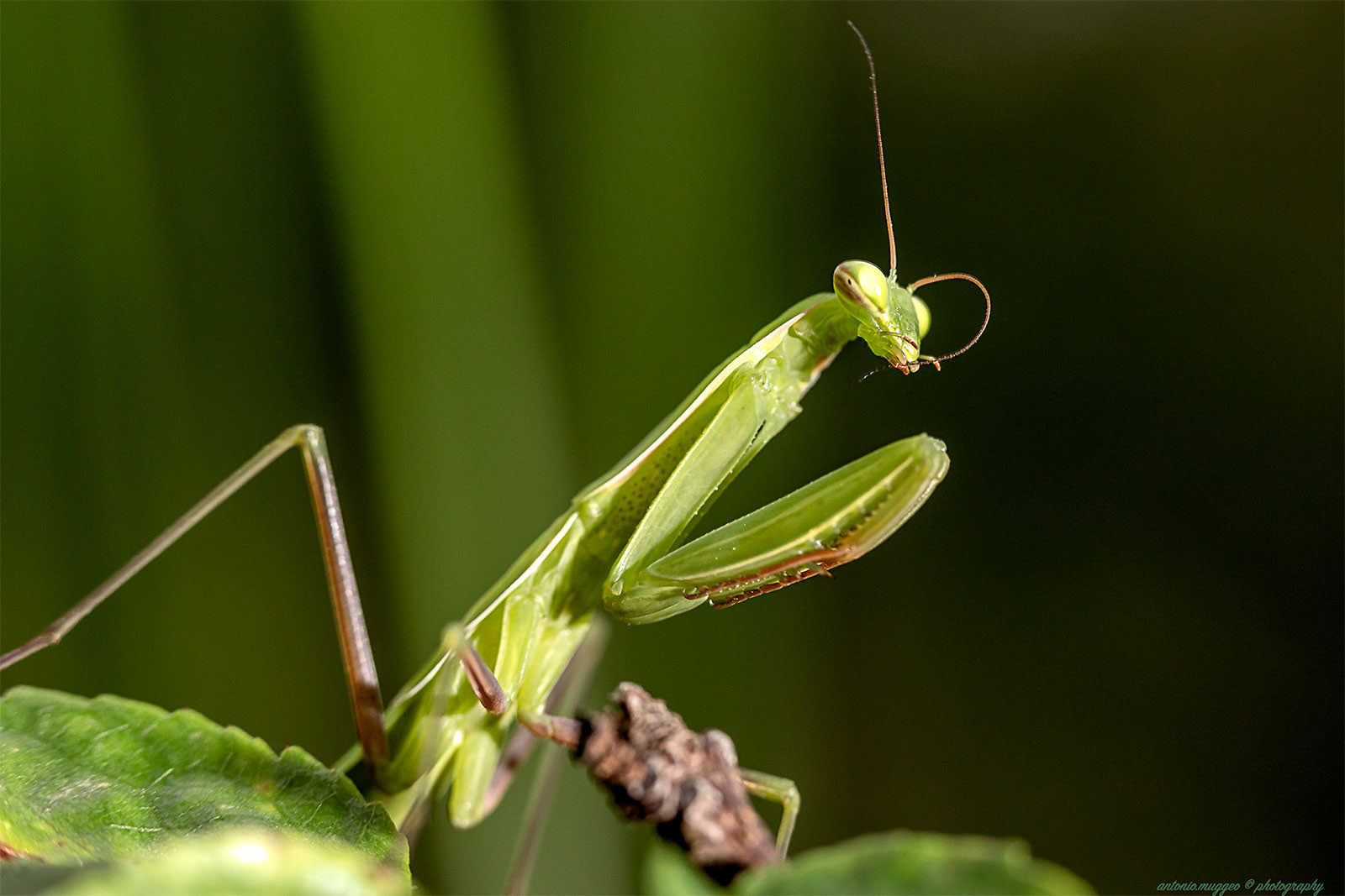 Mantide religiosa
