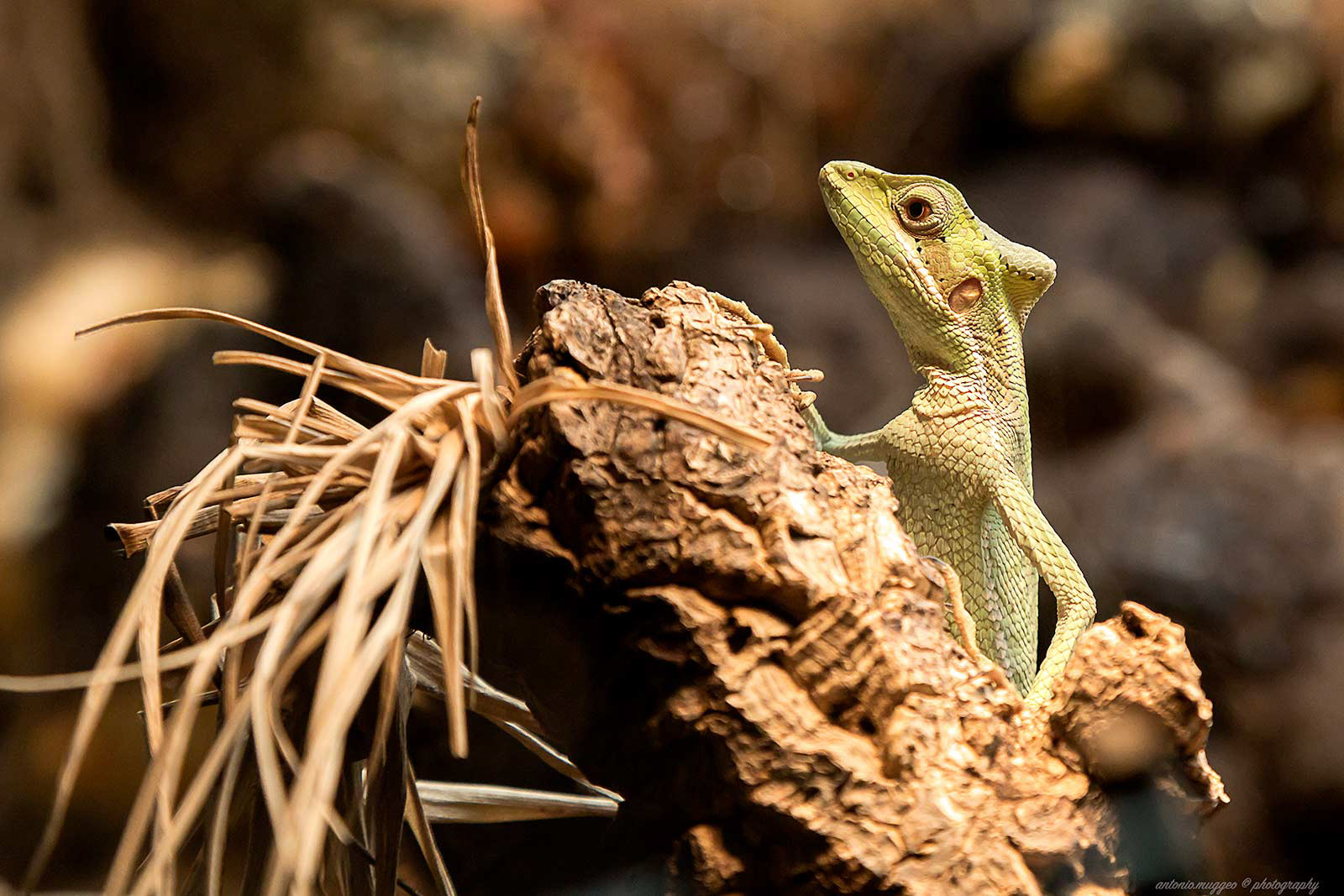Iguana orientale dal Casco