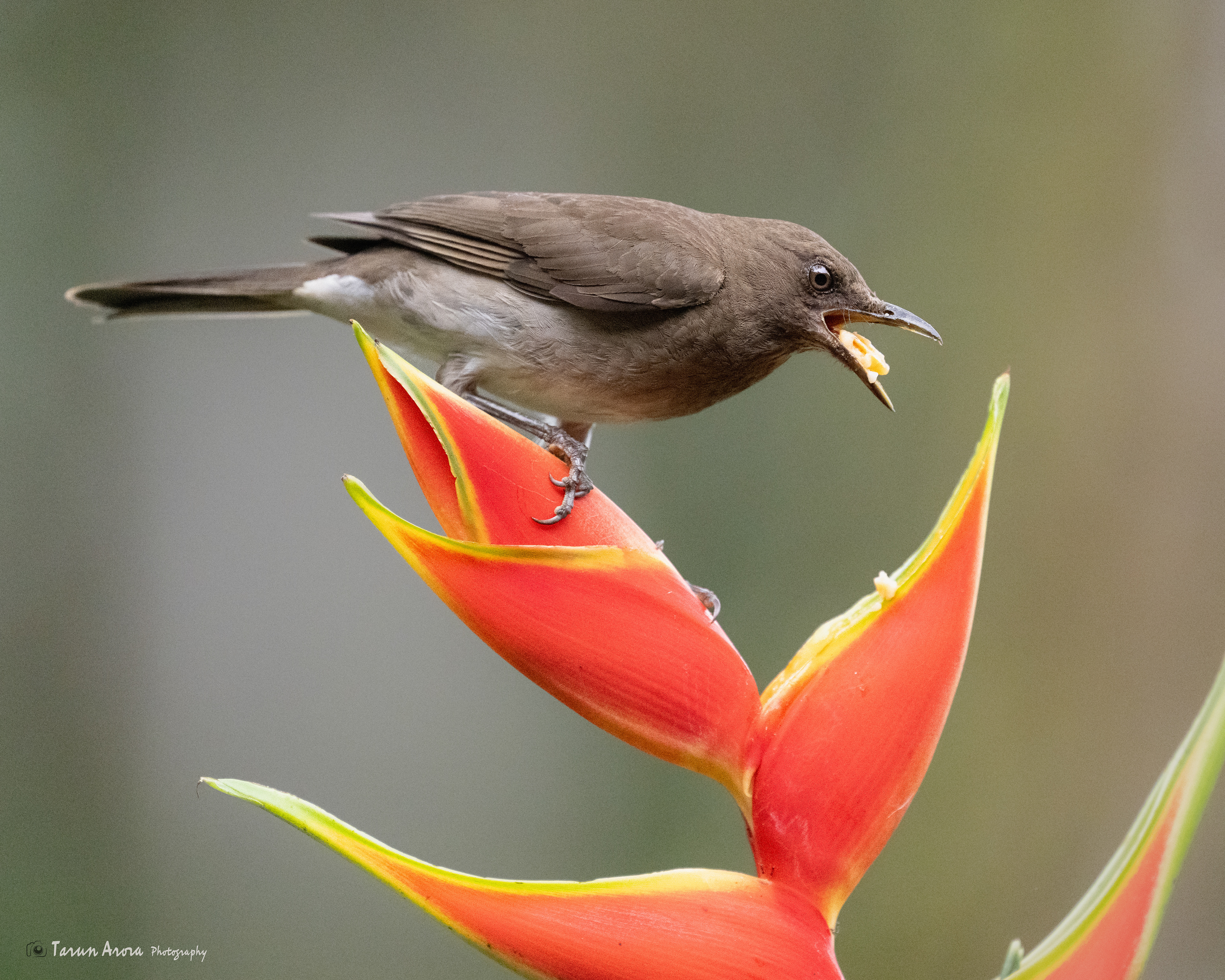 Black-billed Thrush