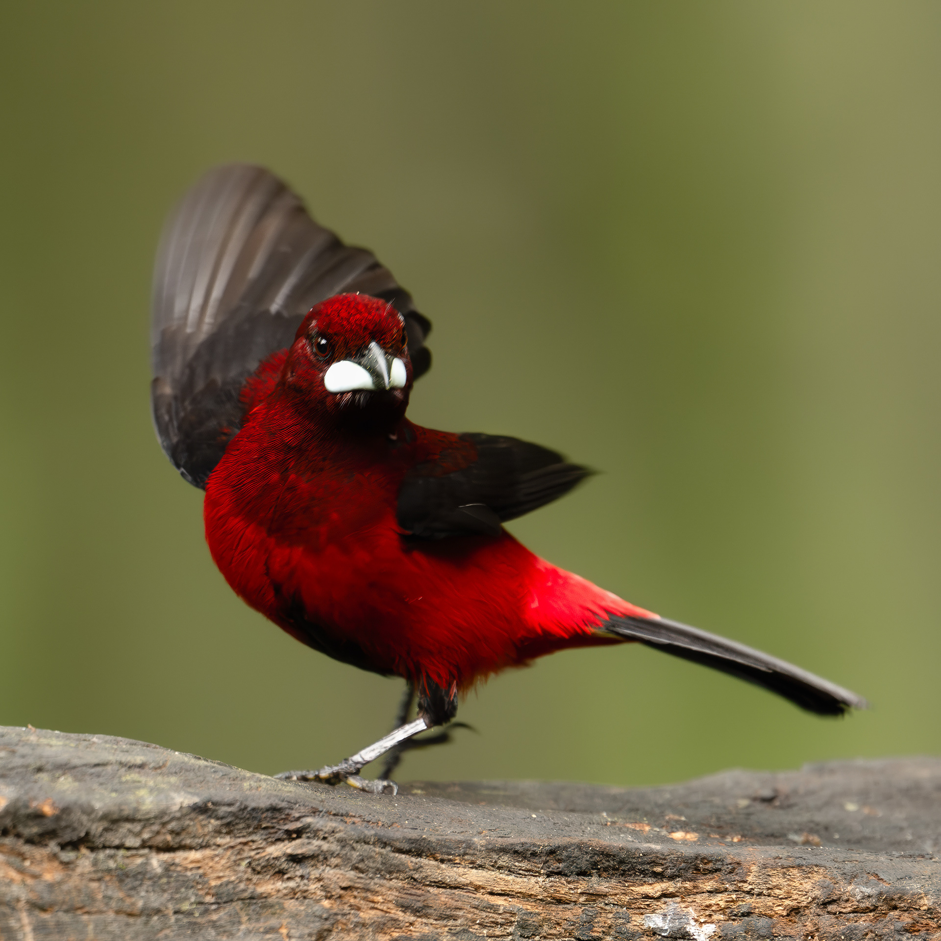 Crimson-backed Tanager