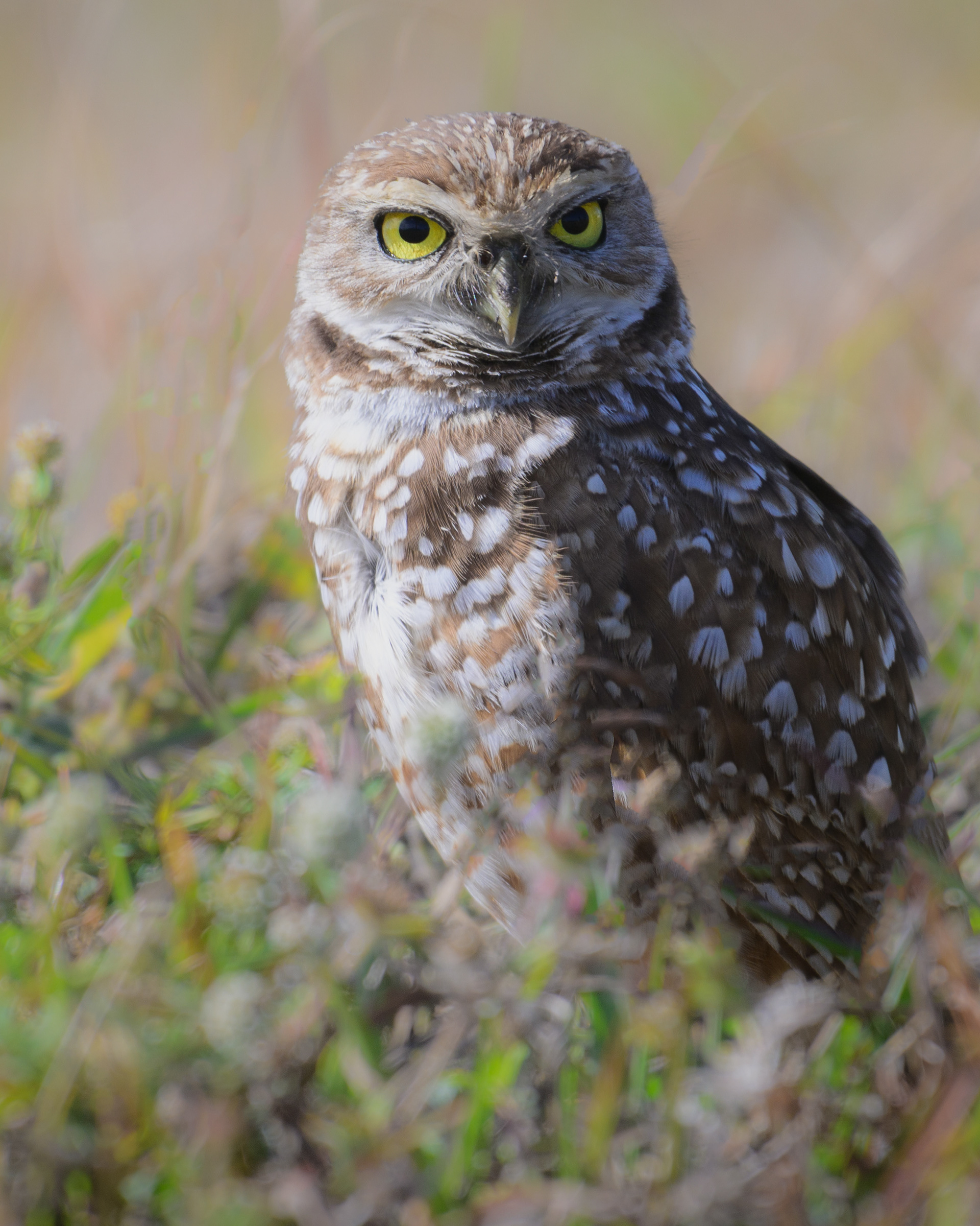 Burrowing Owl, Florida