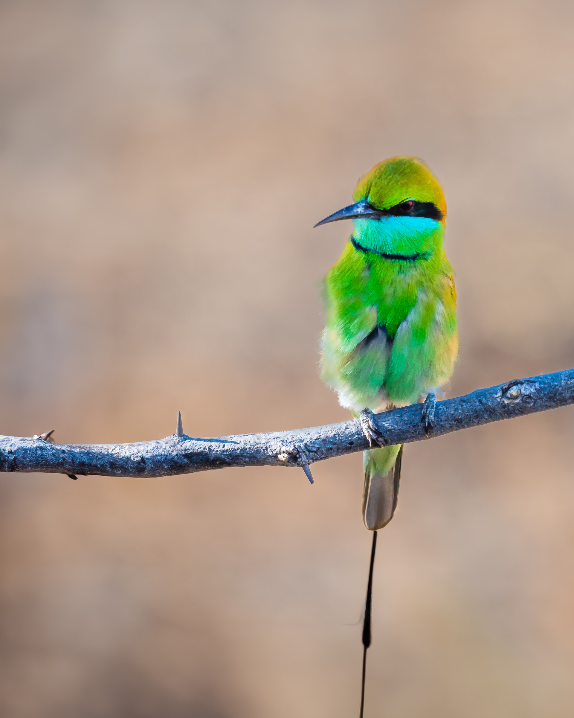 A Bee eater-India