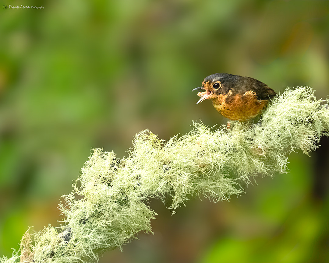 Slate-crowned Antpitta