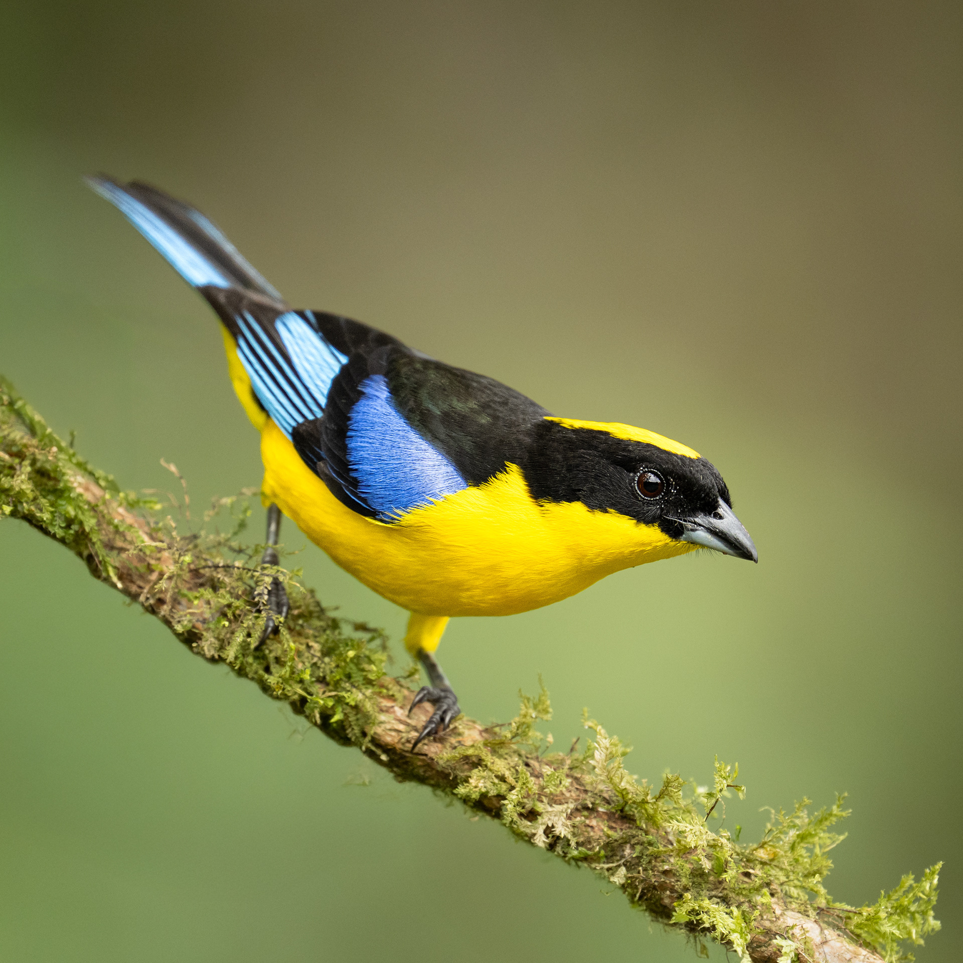 Blue-winged Mountain Tanager