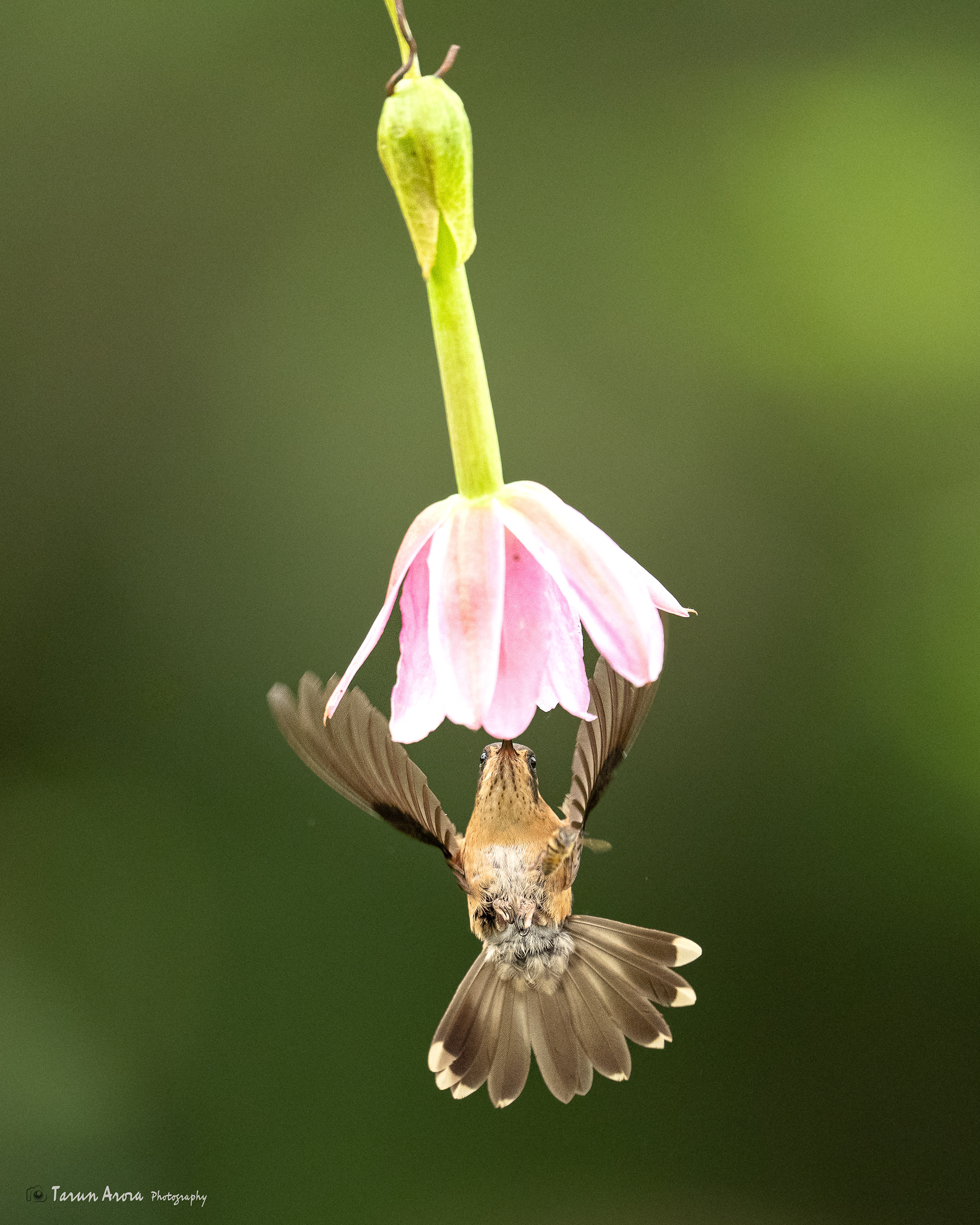 Speckled Hummingbird