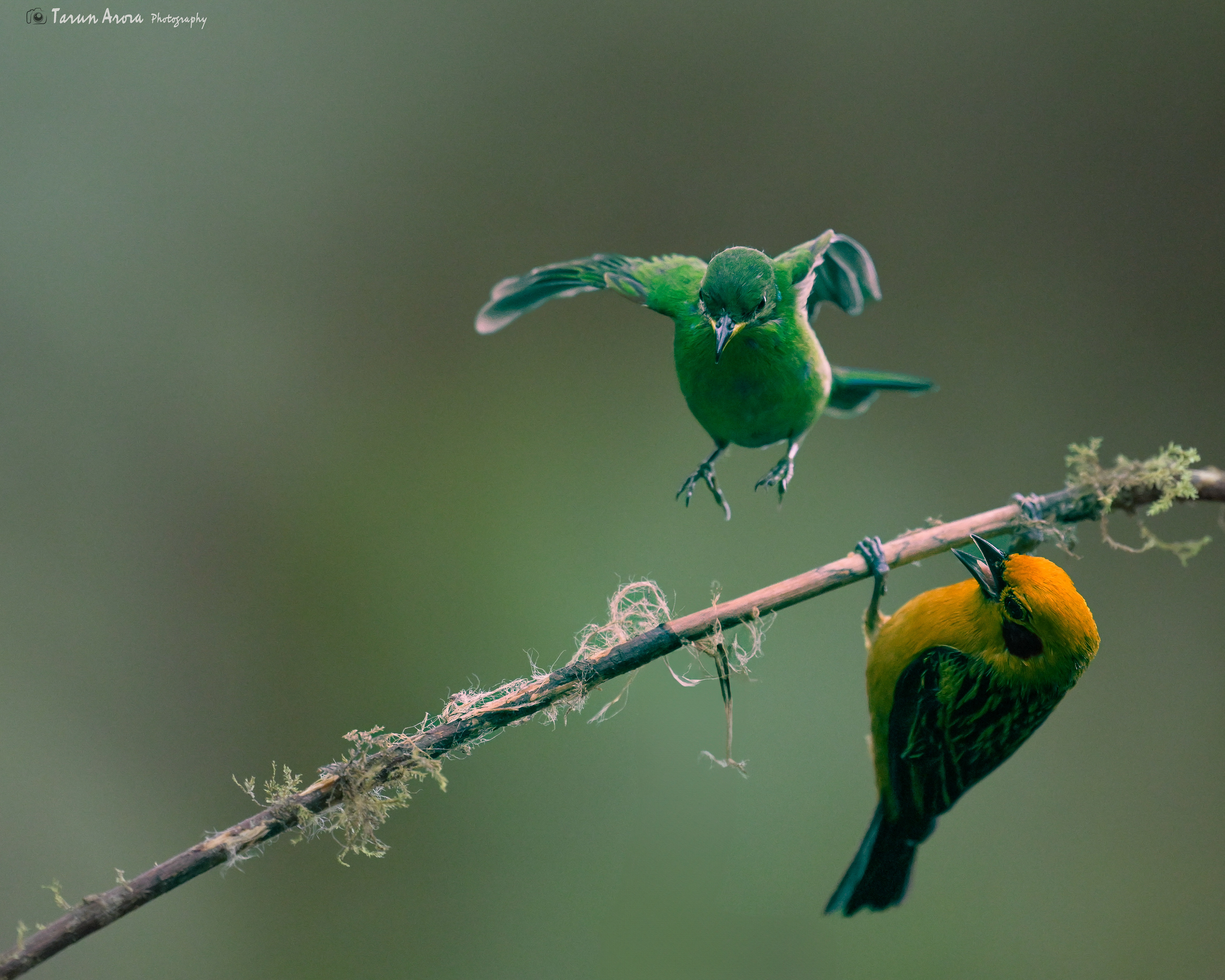 Greater green Leafbird & Golden Tanager