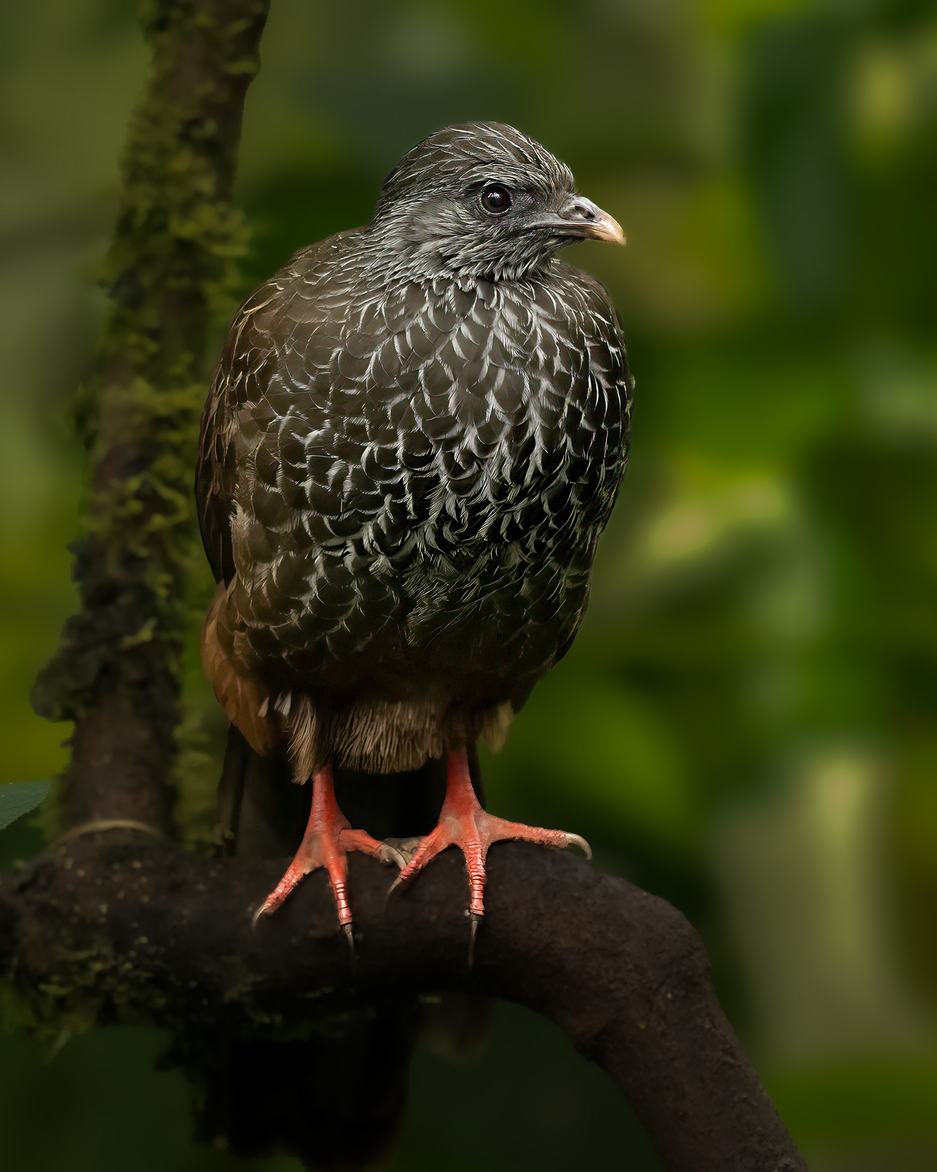 Andean Guan